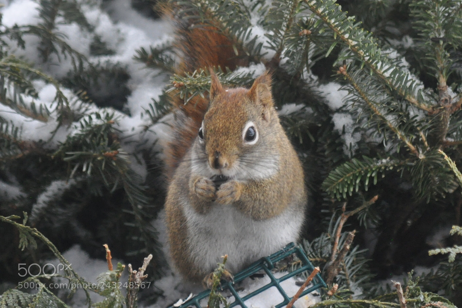 Nikon D5000 sample photo. Yummy photography