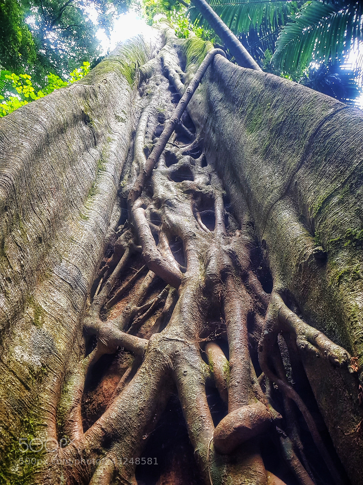 Samsung Galaxy S8+ sample photo. Tree art? photography