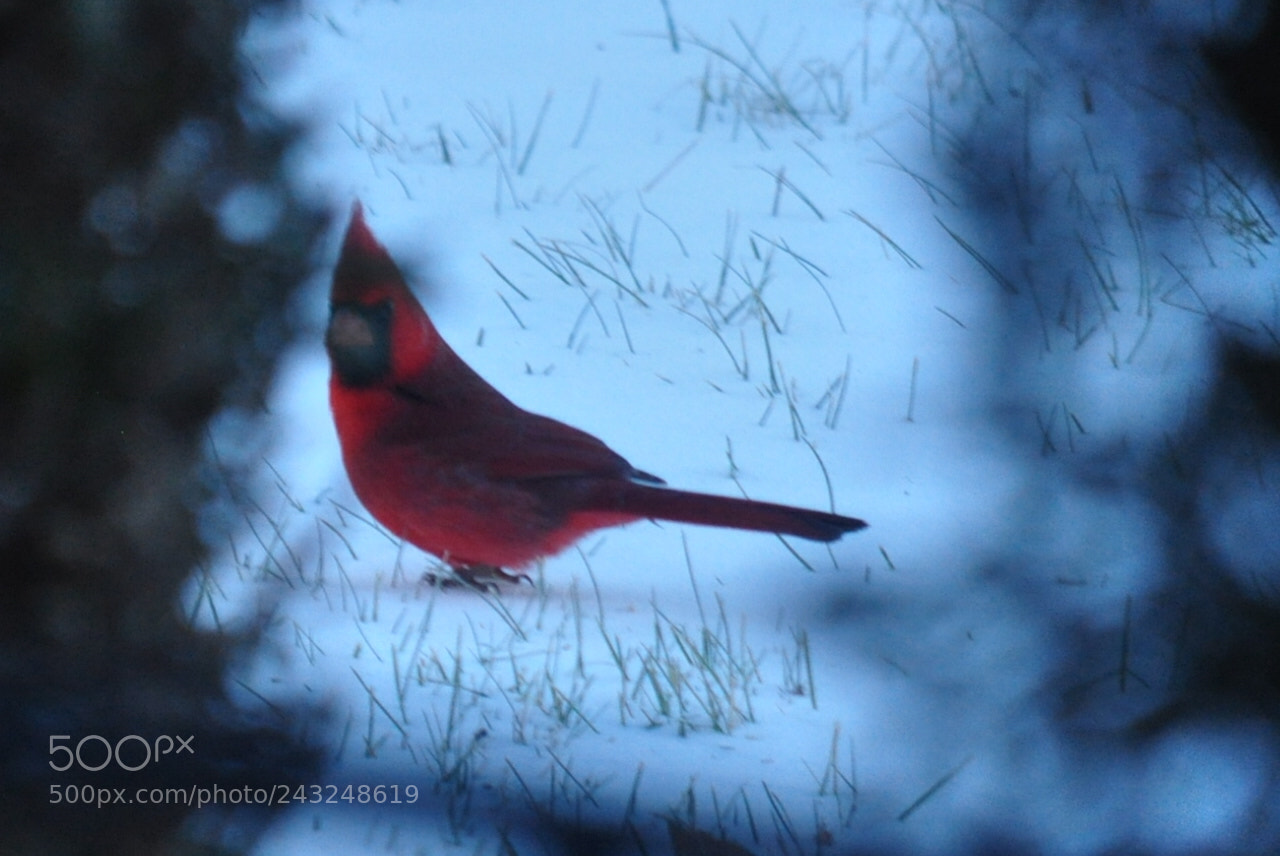 Nikon D5000 sample photo. Glowing cardinal photography