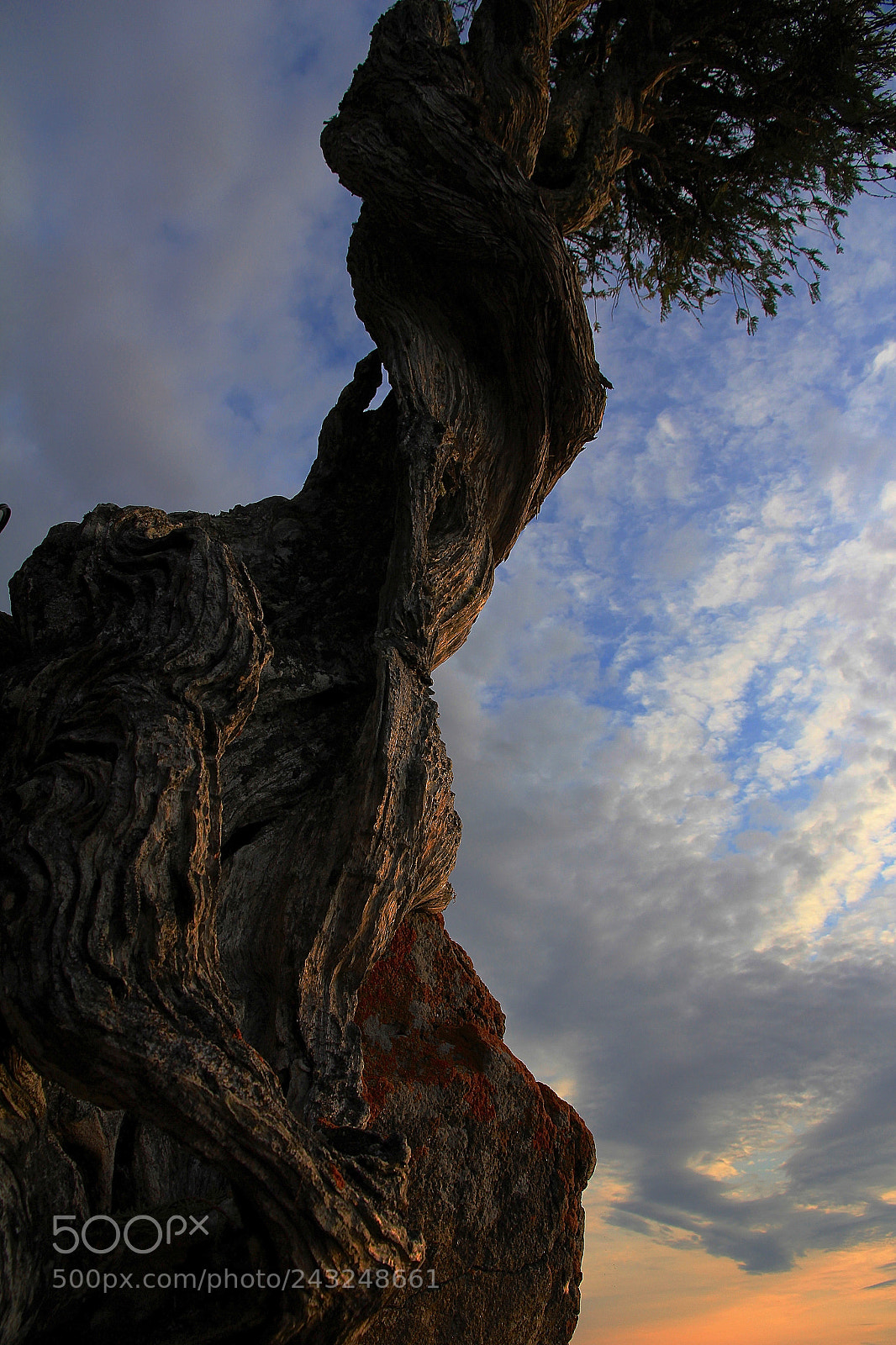 Canon EOS 60D sample photo. Spirit little cedar tree photography