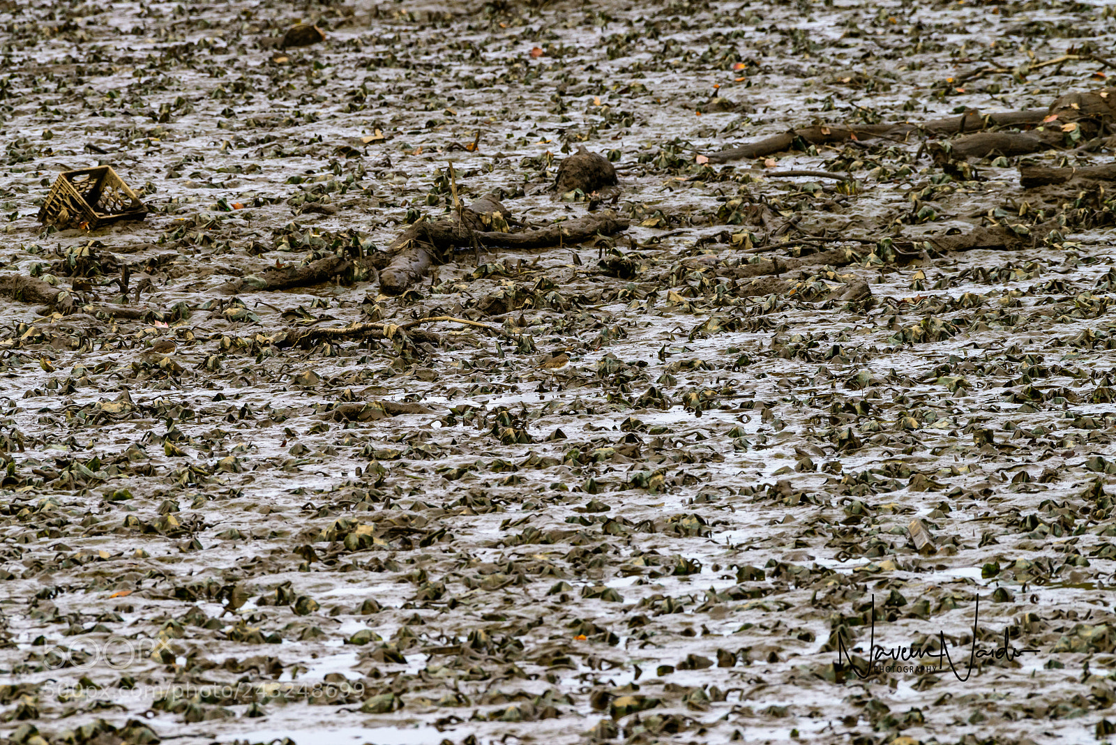 Nikon D800 sample photo. Kill deer photography