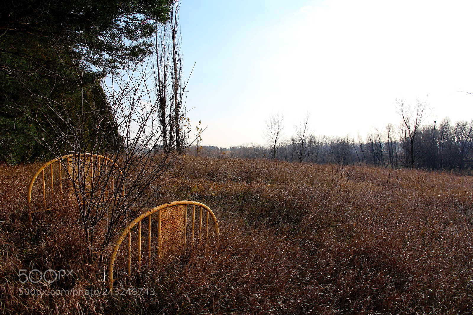 Canon EOS 60D sample photo. Mary cat, would you photography