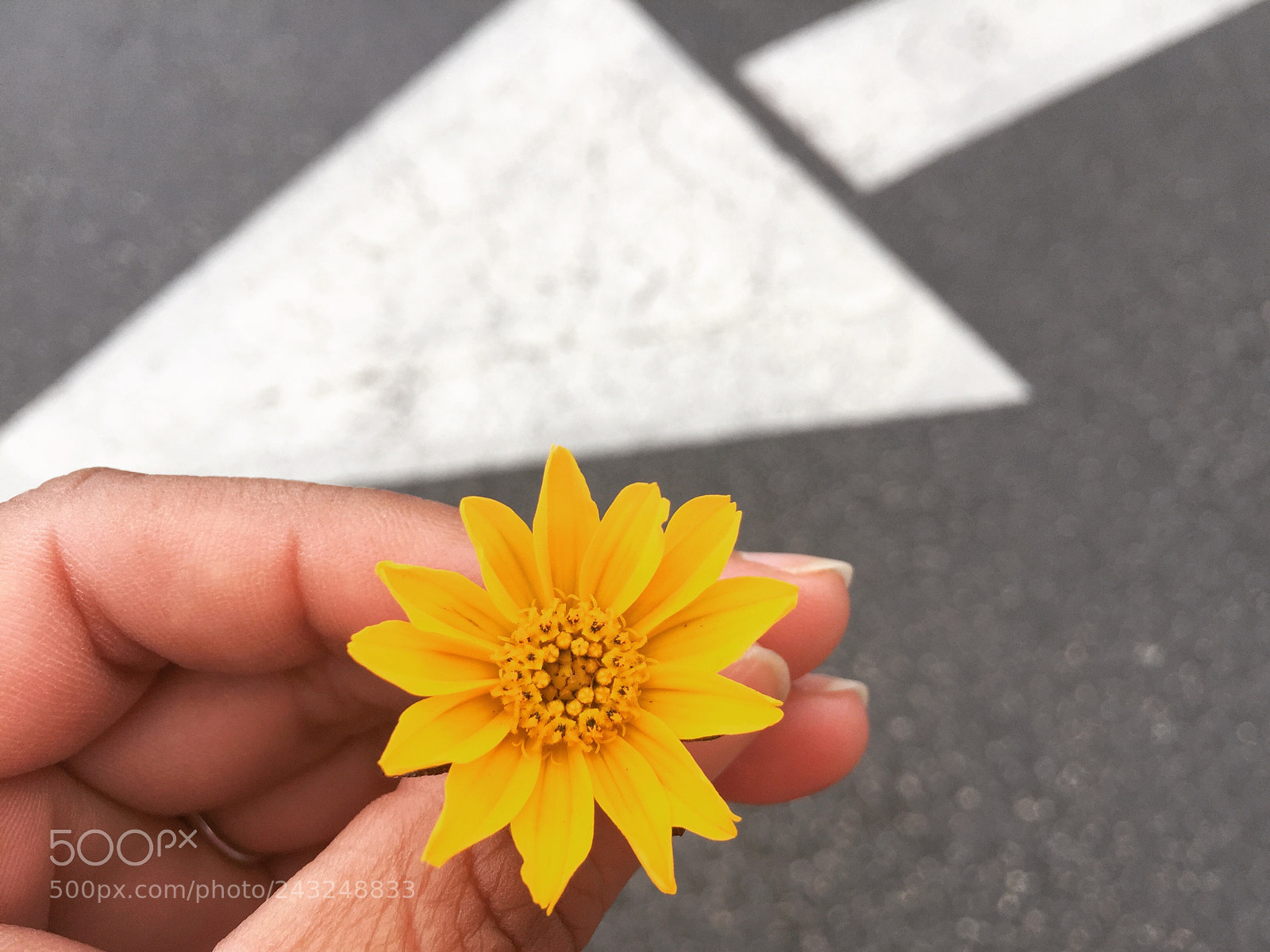 Apple iPhone 6 Plus sample photo. Untitled photography