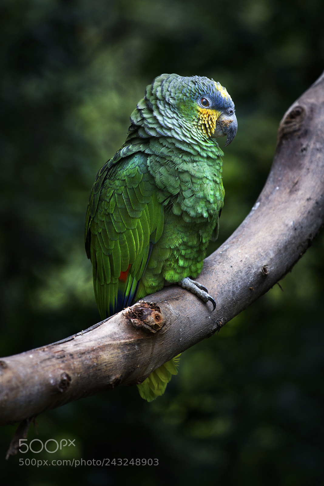 Nikon D610 sample photo. In the wild live photography