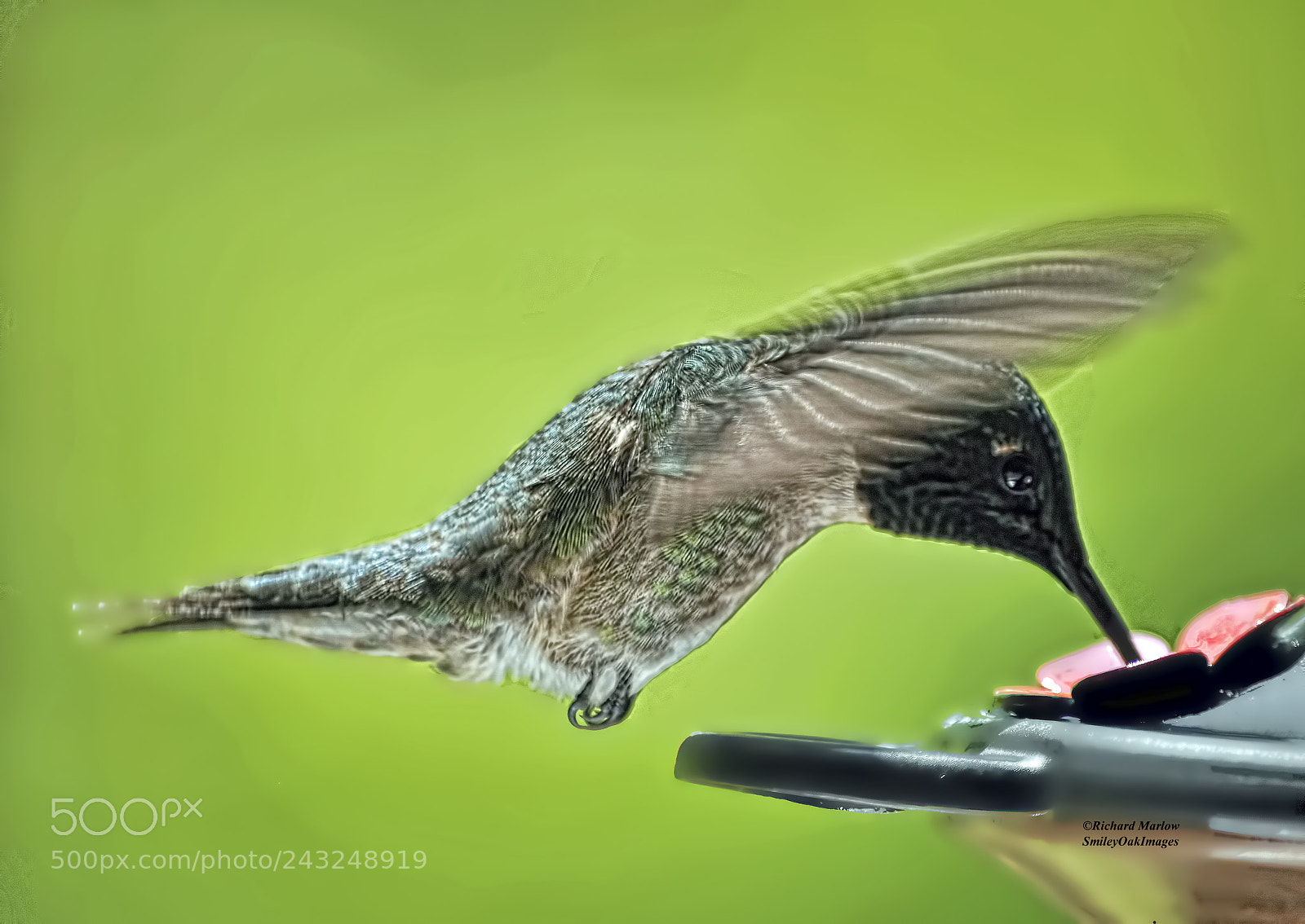 Nikon D5000 sample photo. Hummingbird photography