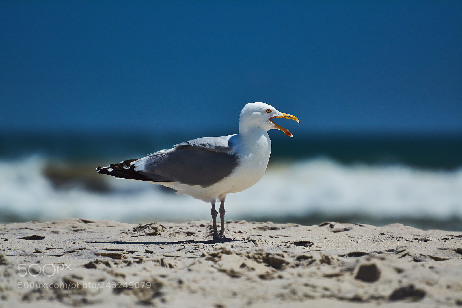 Nikon D7100 sample photo. Always yapping photography