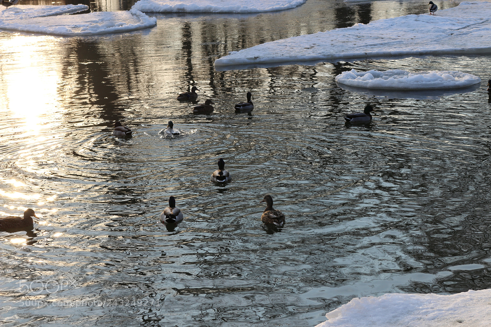 Canon EOS 700D (EOS Rebel T5i / EOS Kiss X7i) sample photo. Img photography