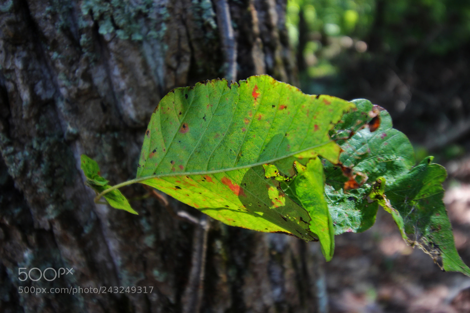 Canon EOS 700D (EOS Rebel T5i / EOS Kiss X7i) sample photo. Green leaf photography