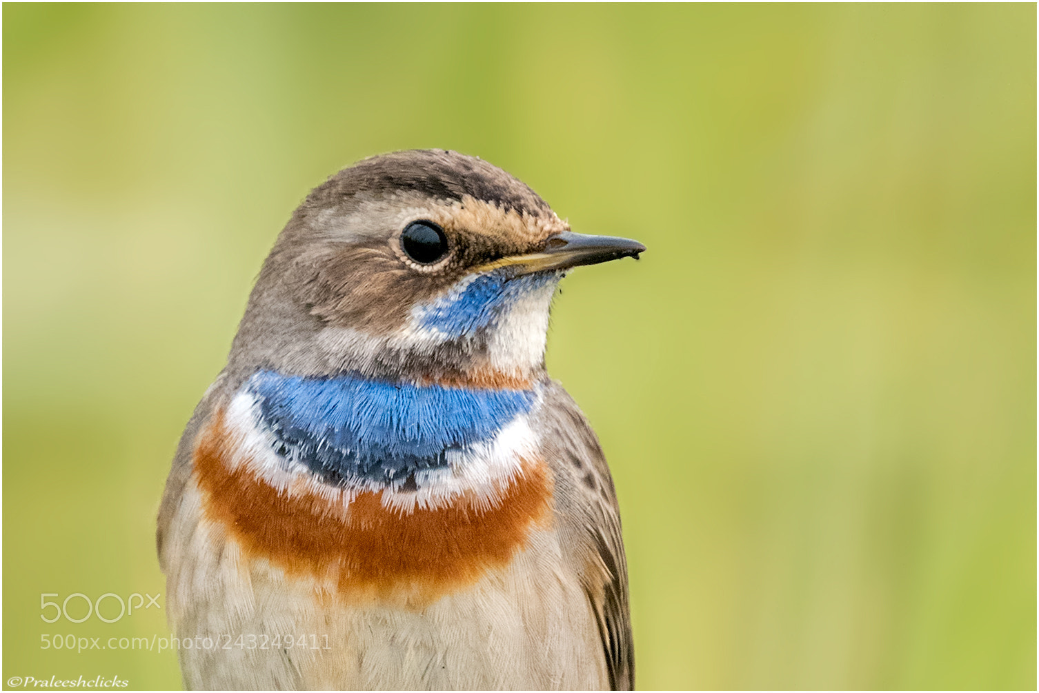 Nikon D500 sample photo. Bluethroat photography