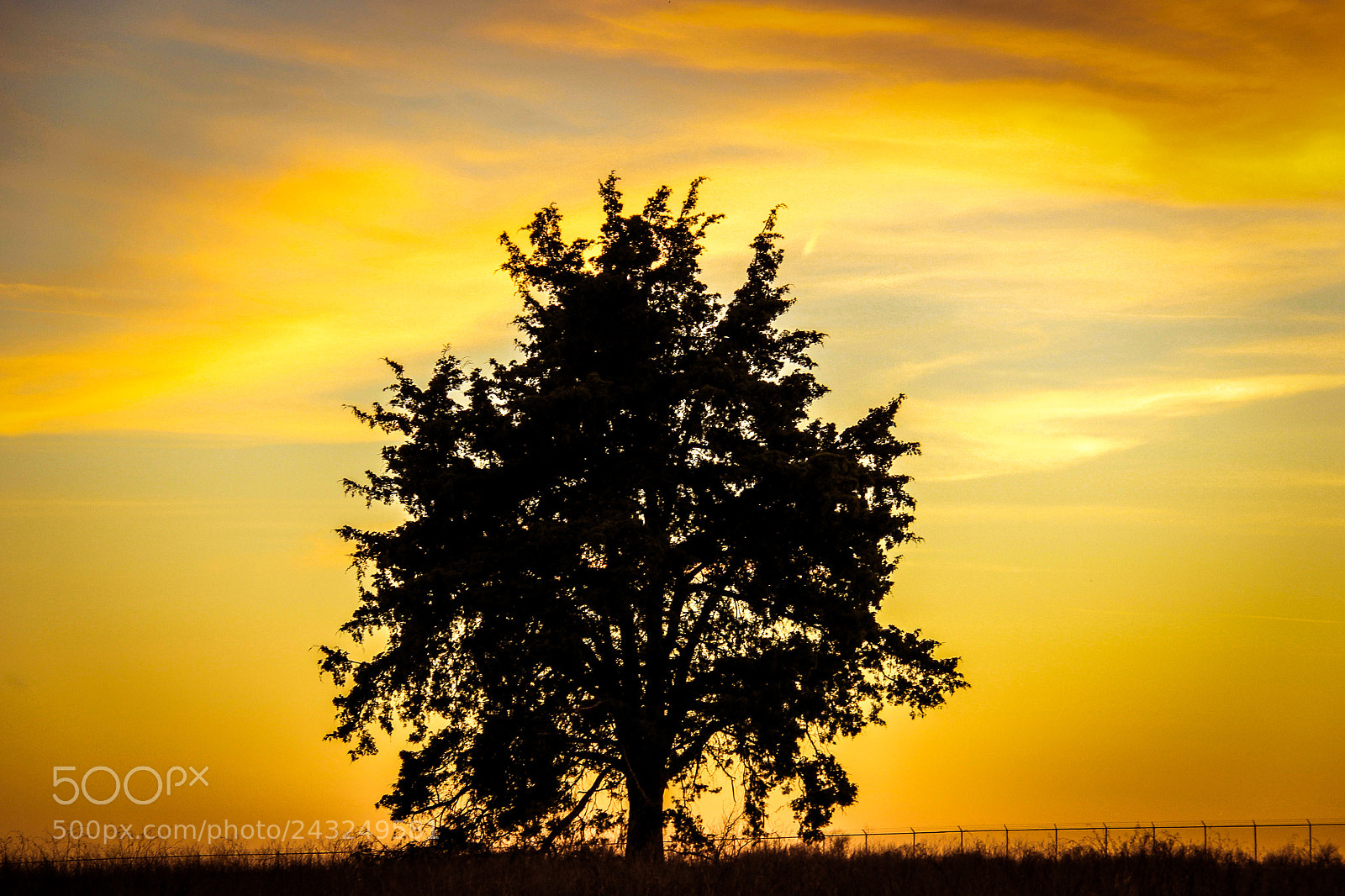 Canon EOS 60D sample photo. Silhouette tree photography