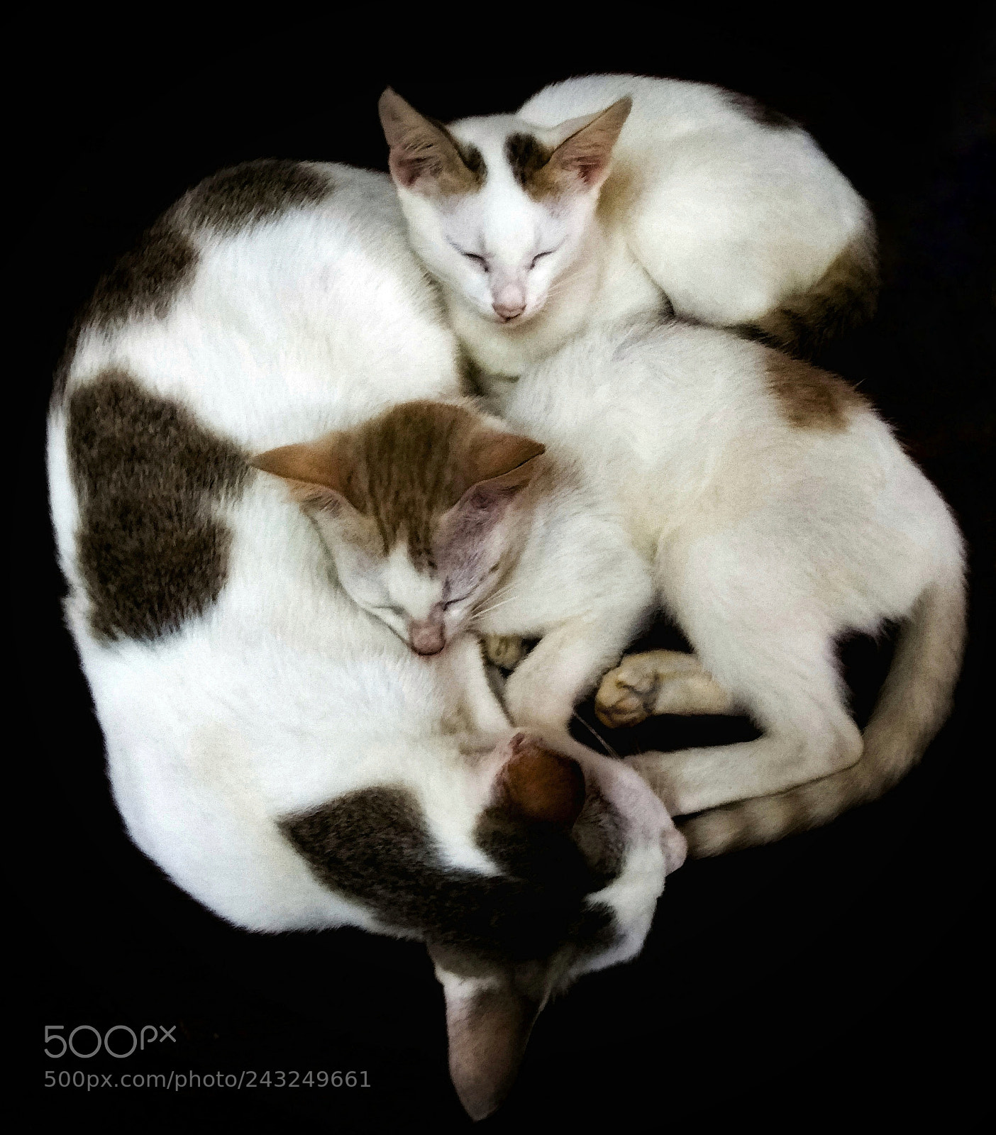 Xiaomi Redmi Note 4 sample photo. Sleep photography