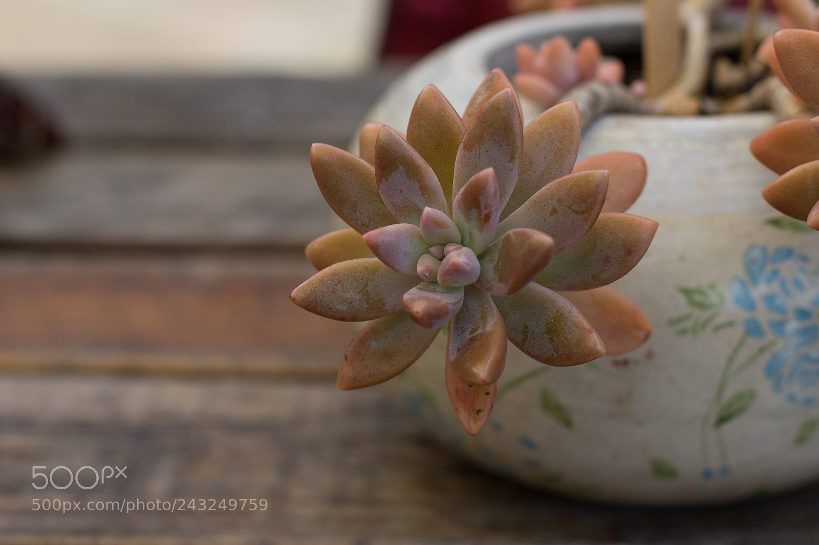 Canon EOS 7D Mark II sample photo. Cactus photography