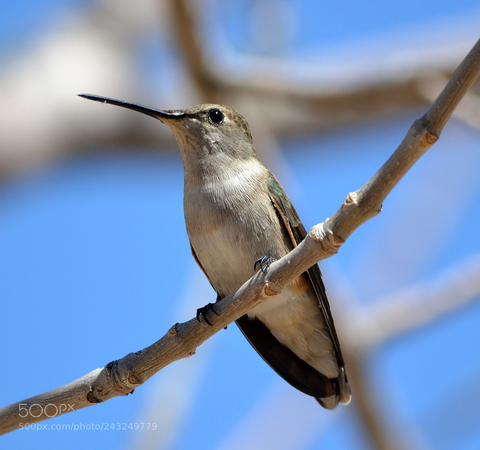 Nikon D3100 sample photo. Hummingbird waits at bay photography