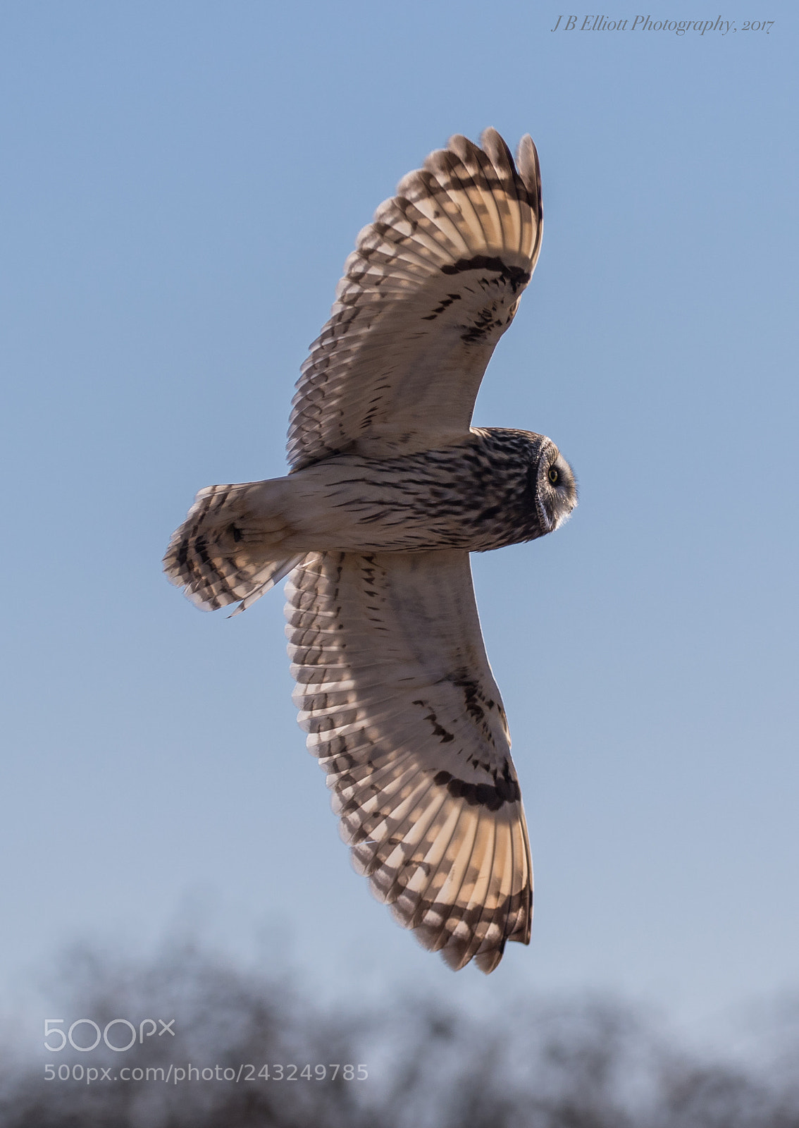 Canon EOS 7D Mark II sample photo. Short-eared owl, early morning photography