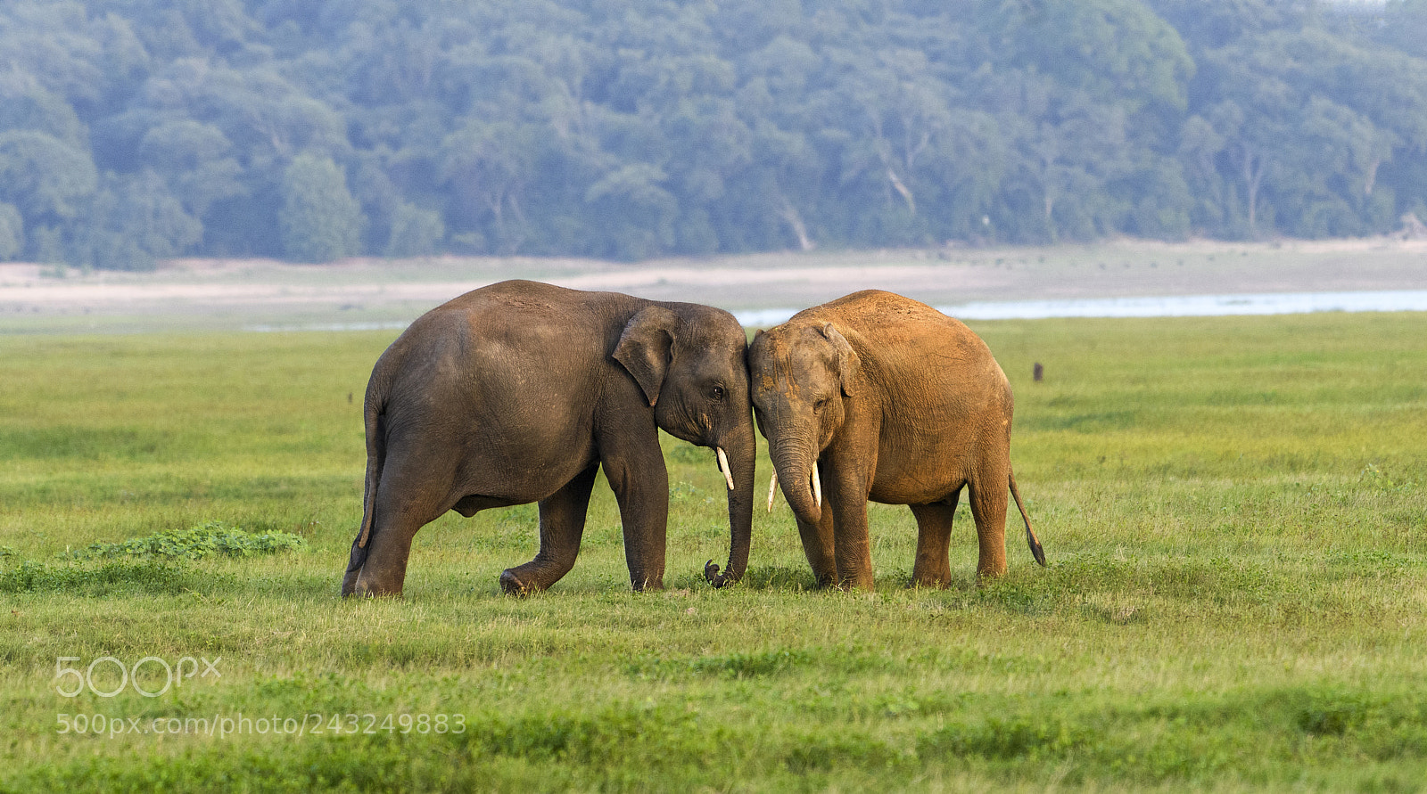 Nikon D500 sample photo. Tusker love photography