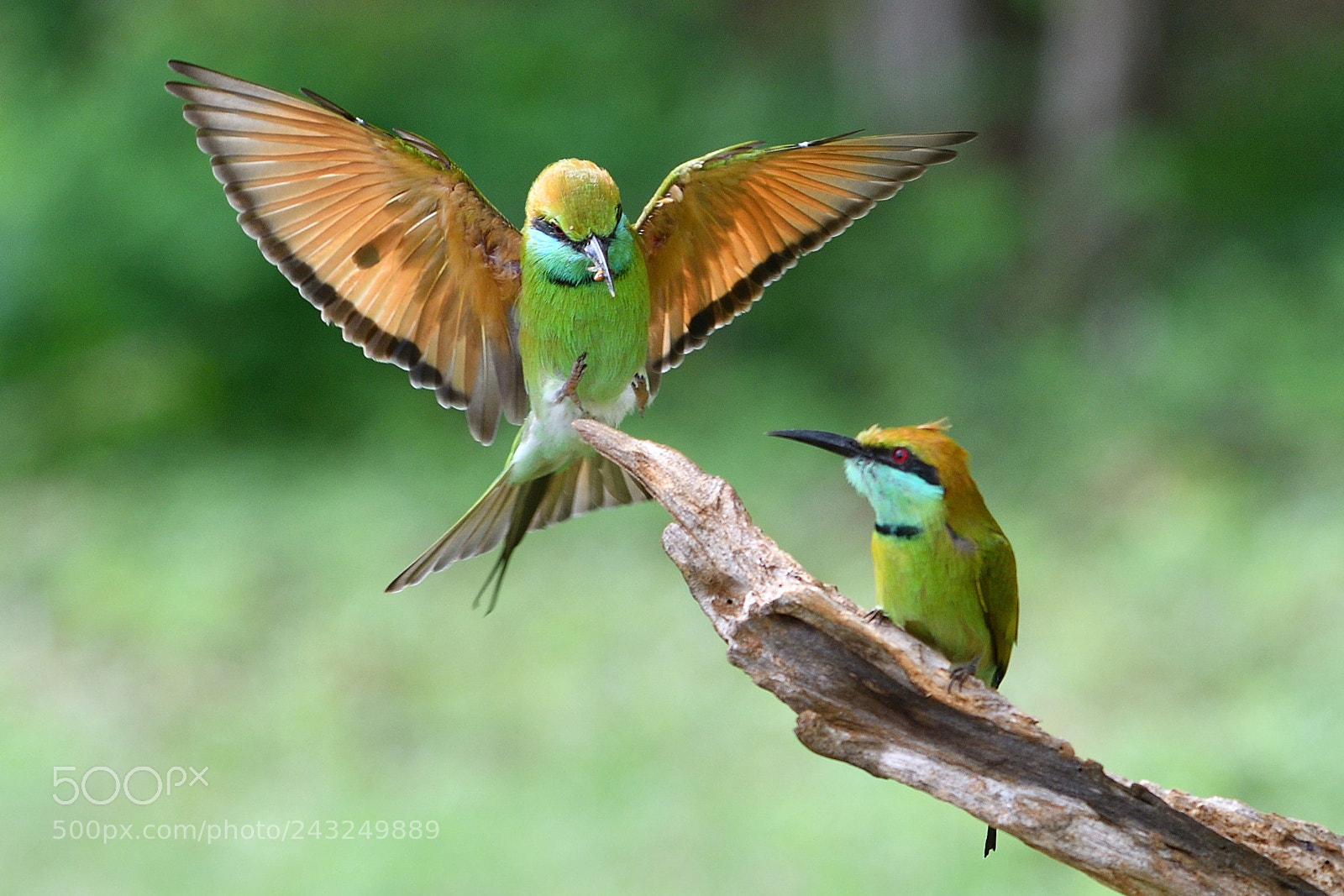 Nikon D500 sample photo. Spread your wings photography