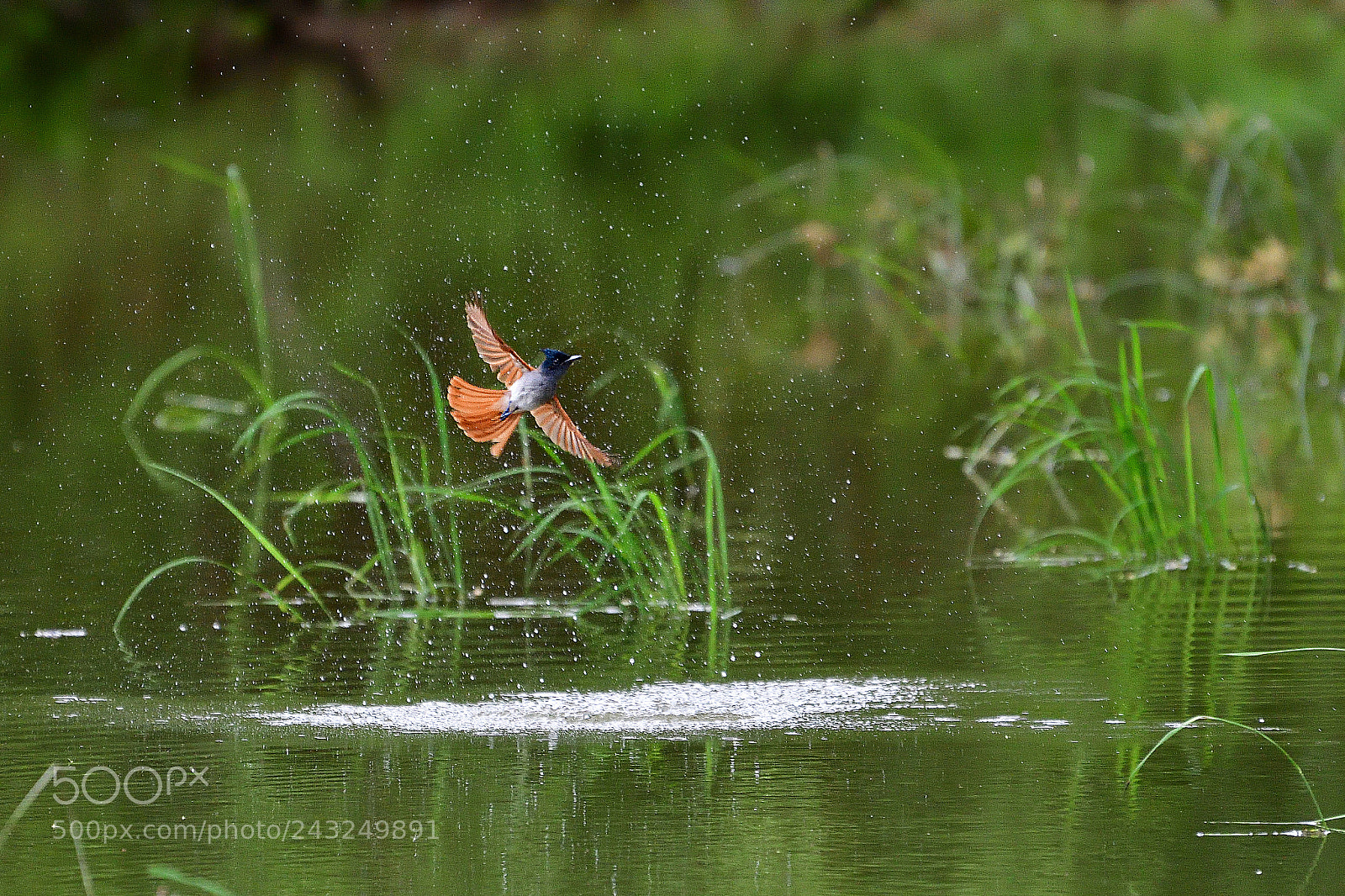 Nikon D500 sample photo. Born free photography