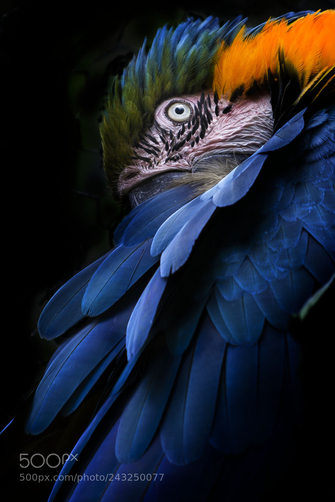 Nikon D610 sample photo. In the wild live photography