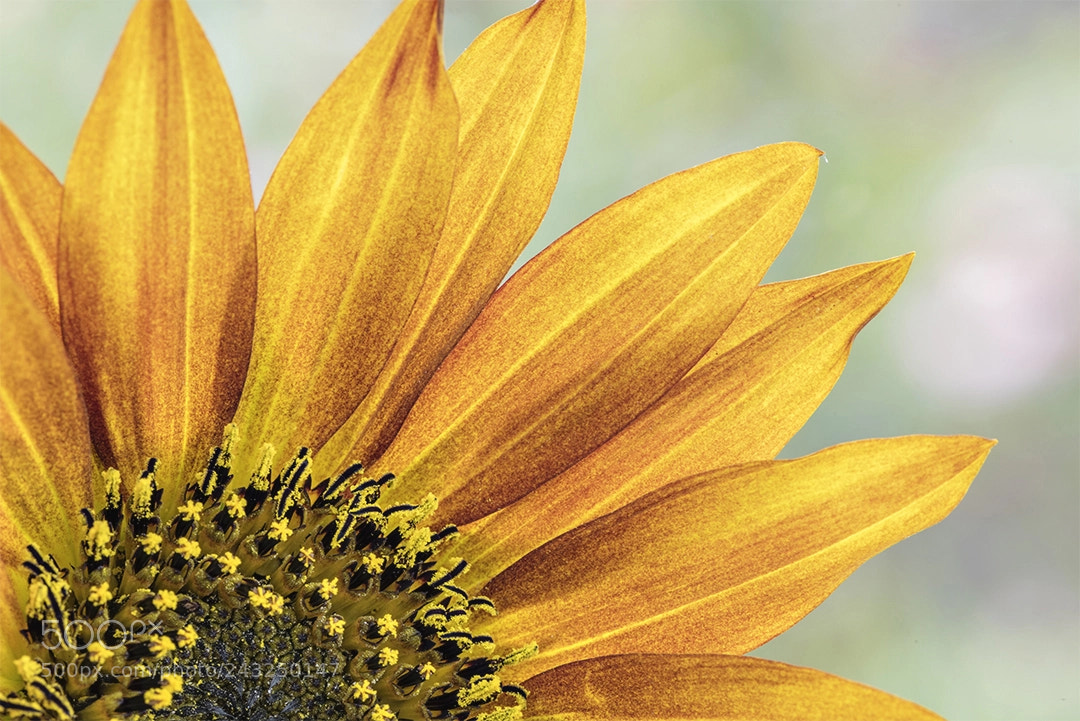 Nikon D810 sample photo. Golden tones photography