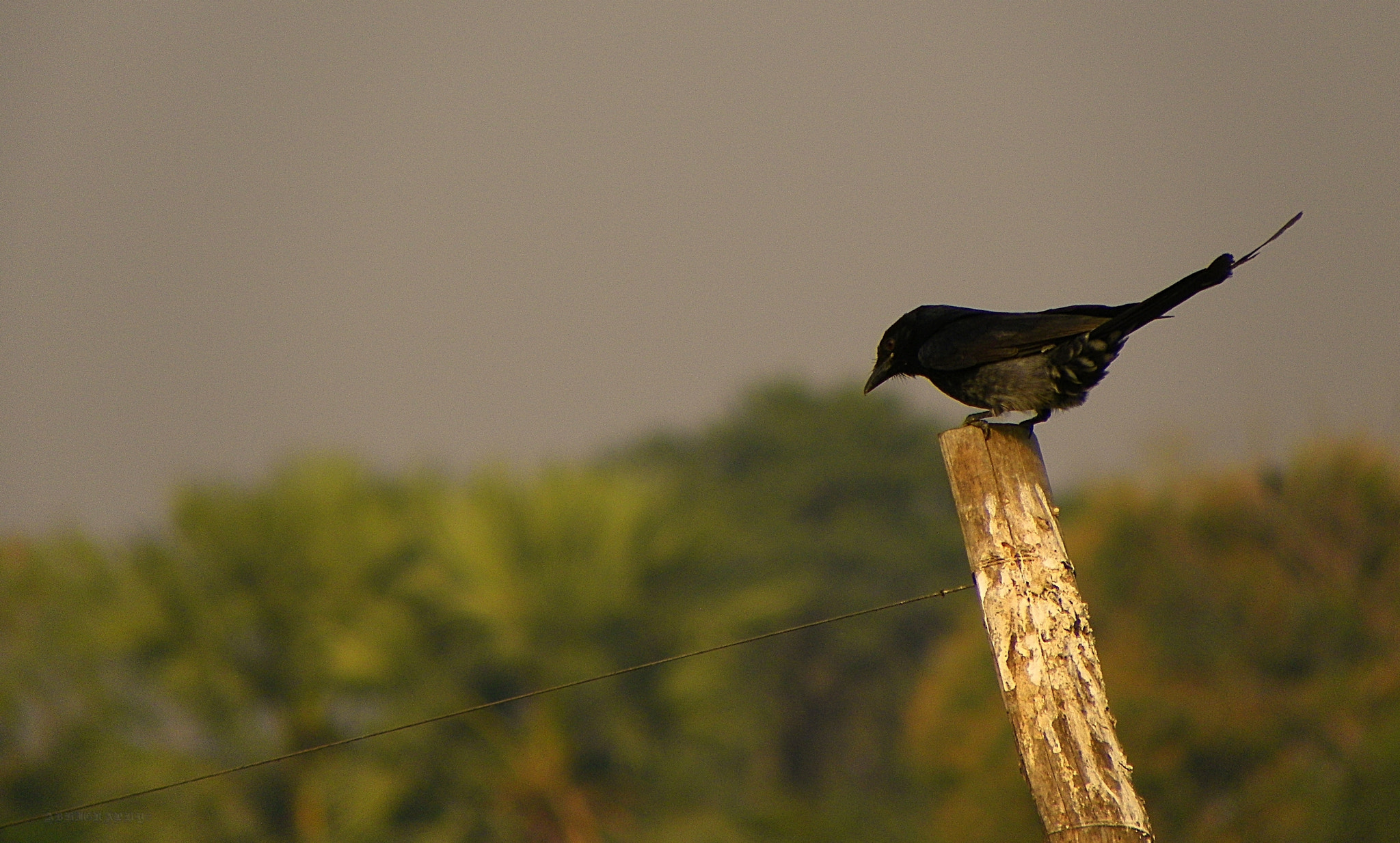 Kodak EasyShare Z981 sample photo. Ready to fly photography