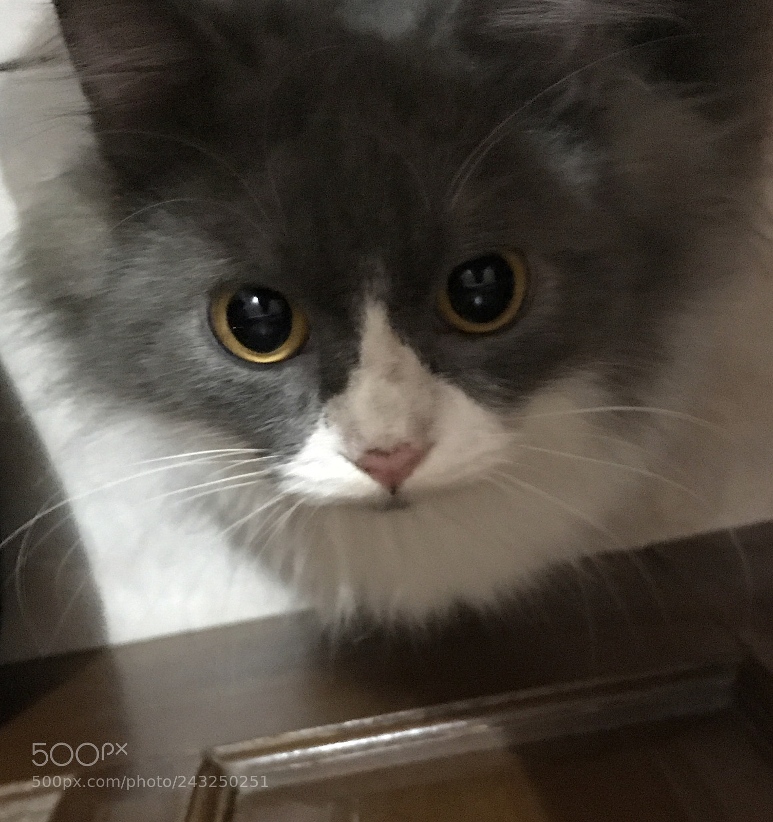 Apple iPhone 7 sample photo. Two beautiful eyes photography