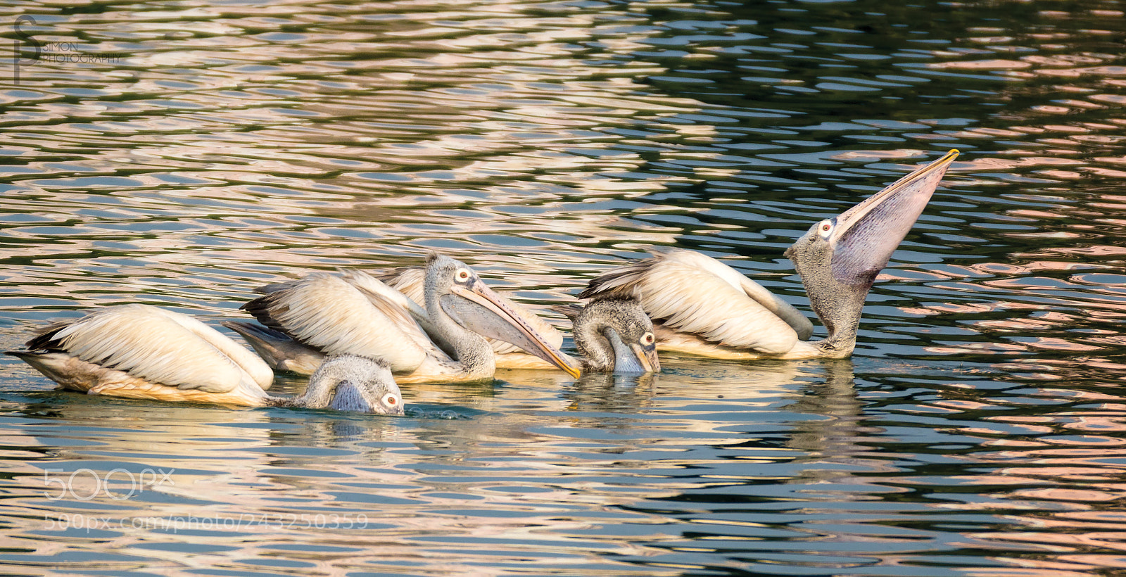 Sony ILCA-77M2 sample photo. Pelicans_go_fishing photography
