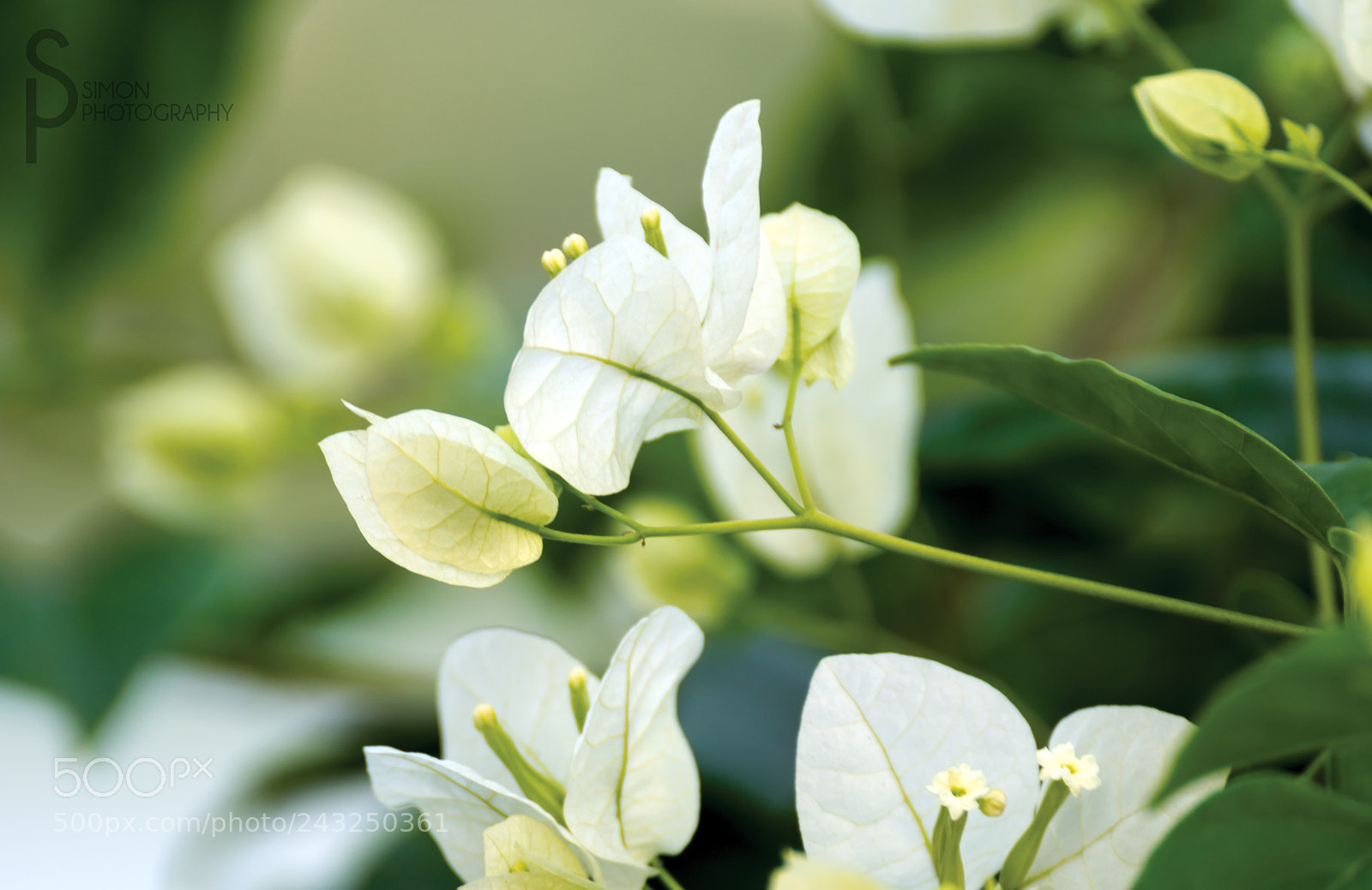 Sony ILCA-77M2 sample photo. Bougainvillea glabra - white photography