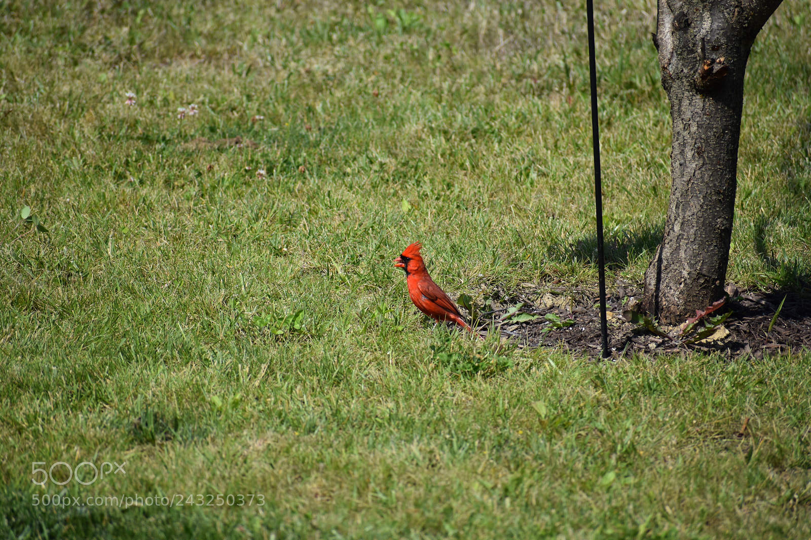 Nikon D3400 sample photo. Cardinal photography