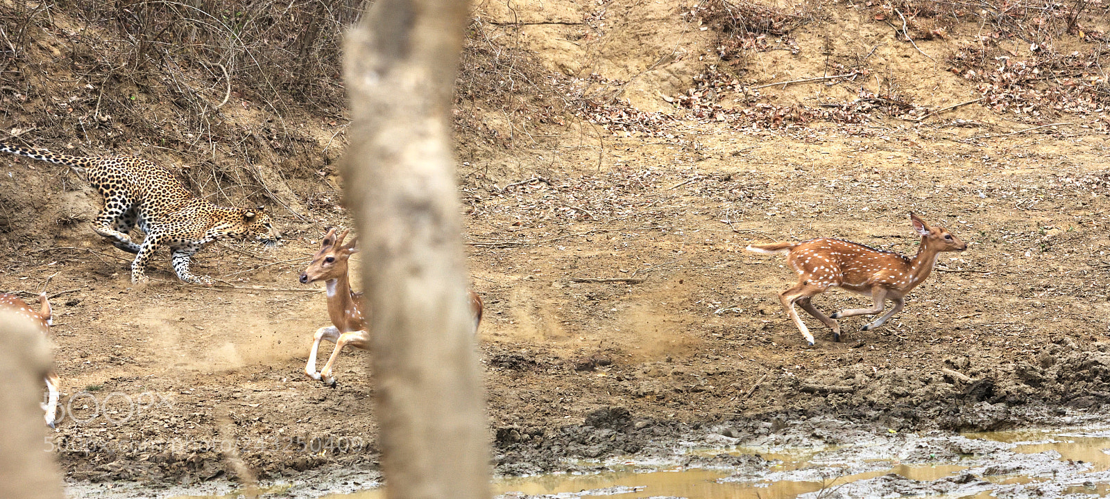 Nikon D7200 sample photo. Sri lankan leopard chasing photography