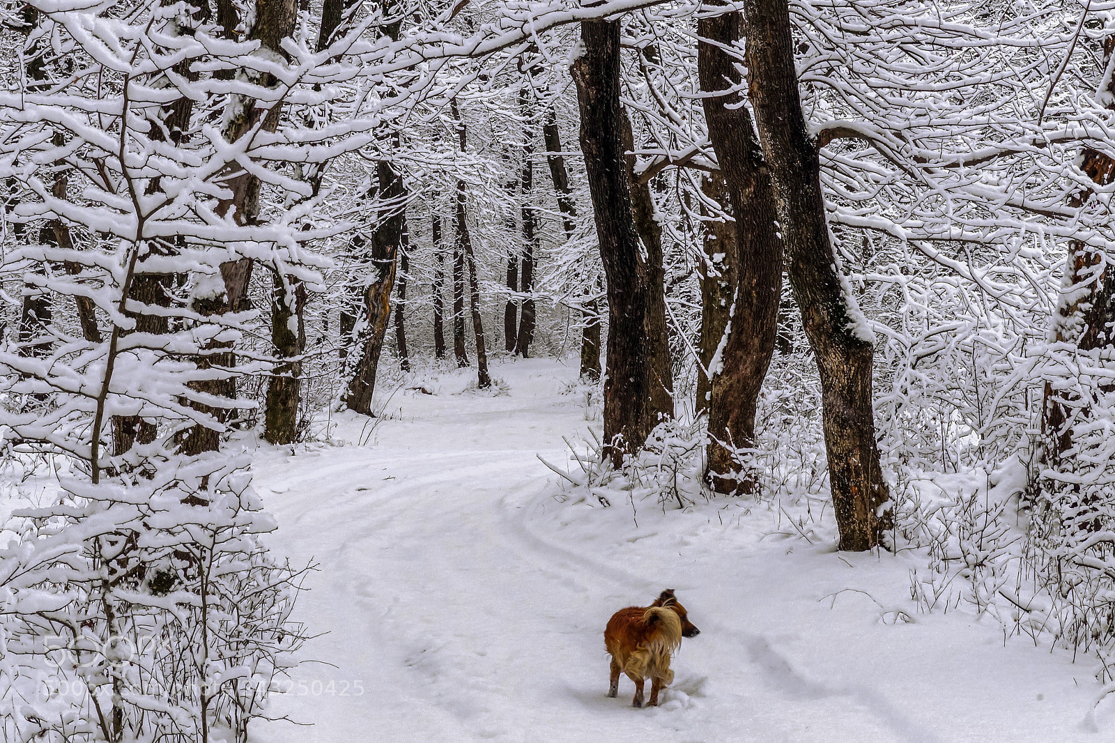 Sony ILCA-77M2 sample photo. Walk in winter forest photography