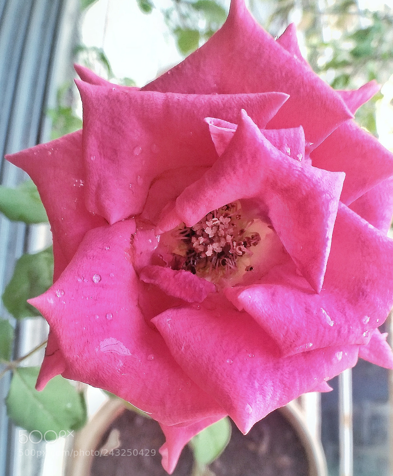 OPPO A37fw-International sample photo. Macro photography of rose photography