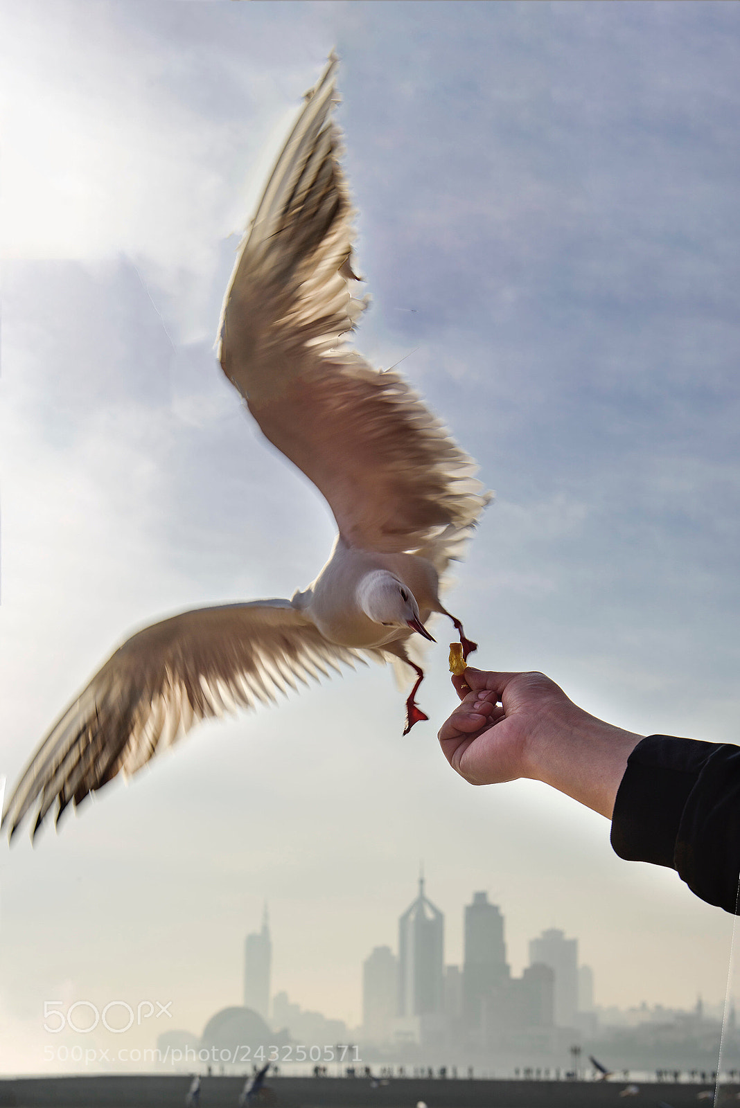 Nikon D810 sample photo. The seagulls are one photography