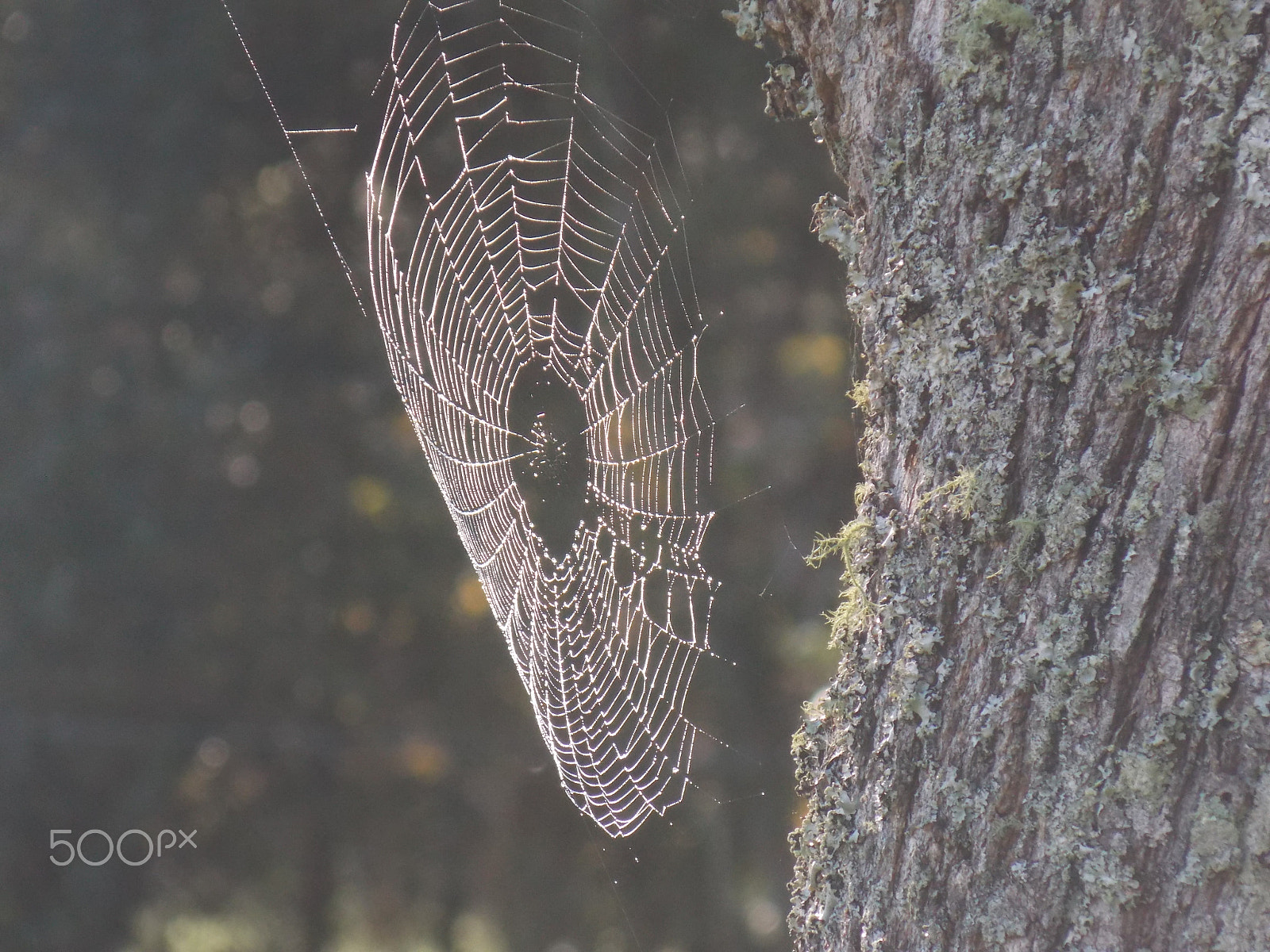 Nikon COOLPIX L320 sample photo. Spider web photography