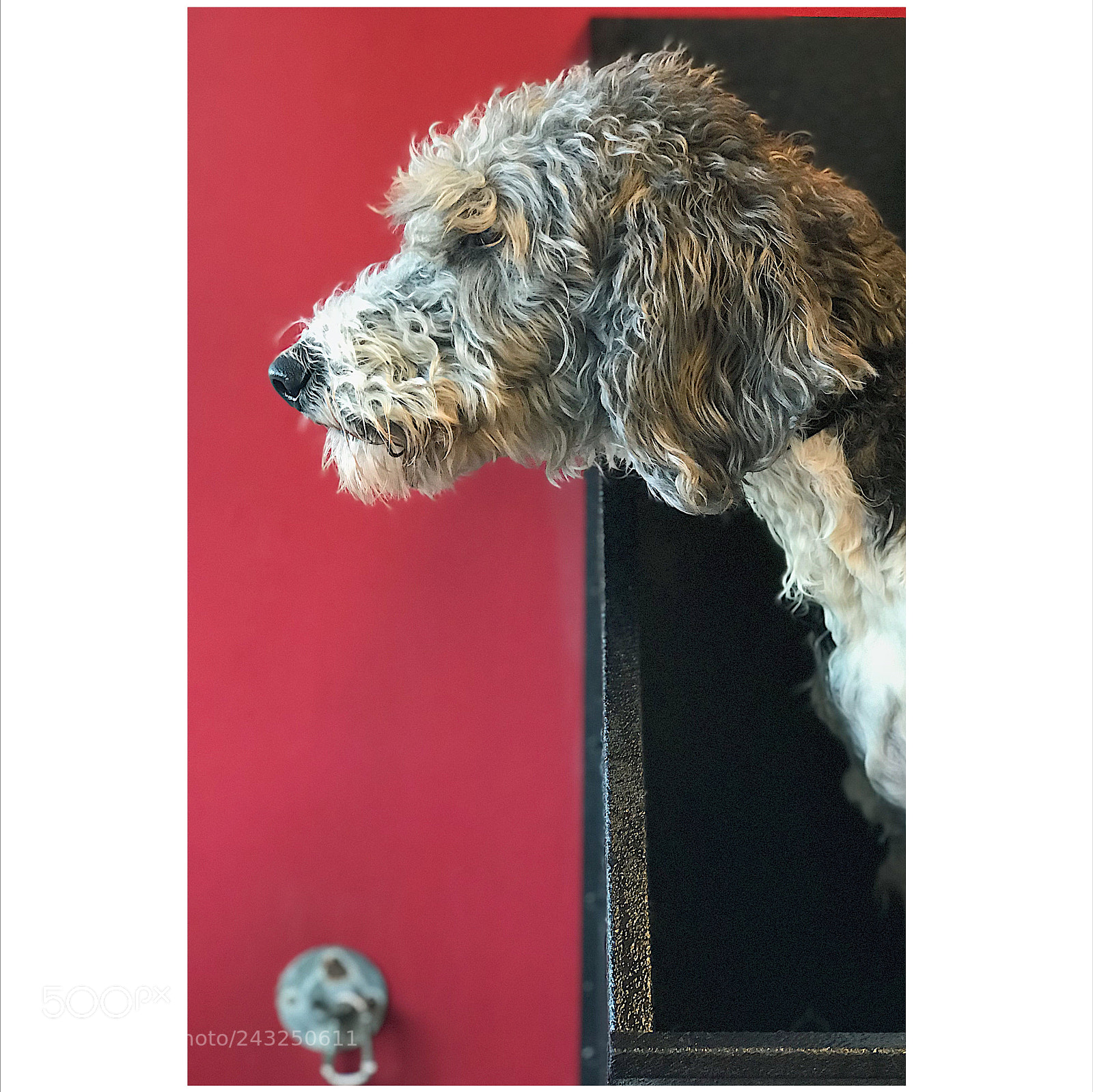 Apple iPhone 7 Plus sample photo. Not so lil’ edie photography