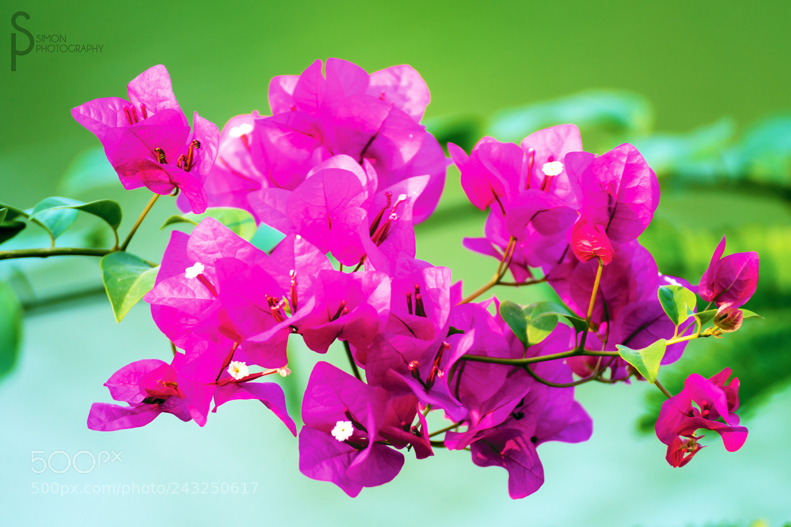 Sony ILCA-77M2 sample photo. Bougainvillea glabra - pink photography