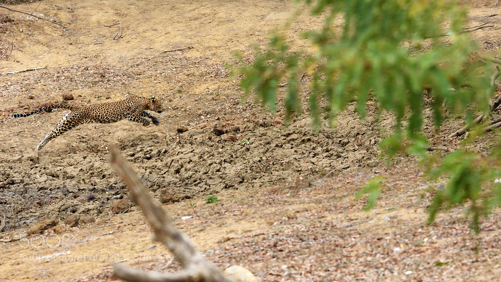 Nikon D7200 sample photo. Leaping sri lankan leopard photography