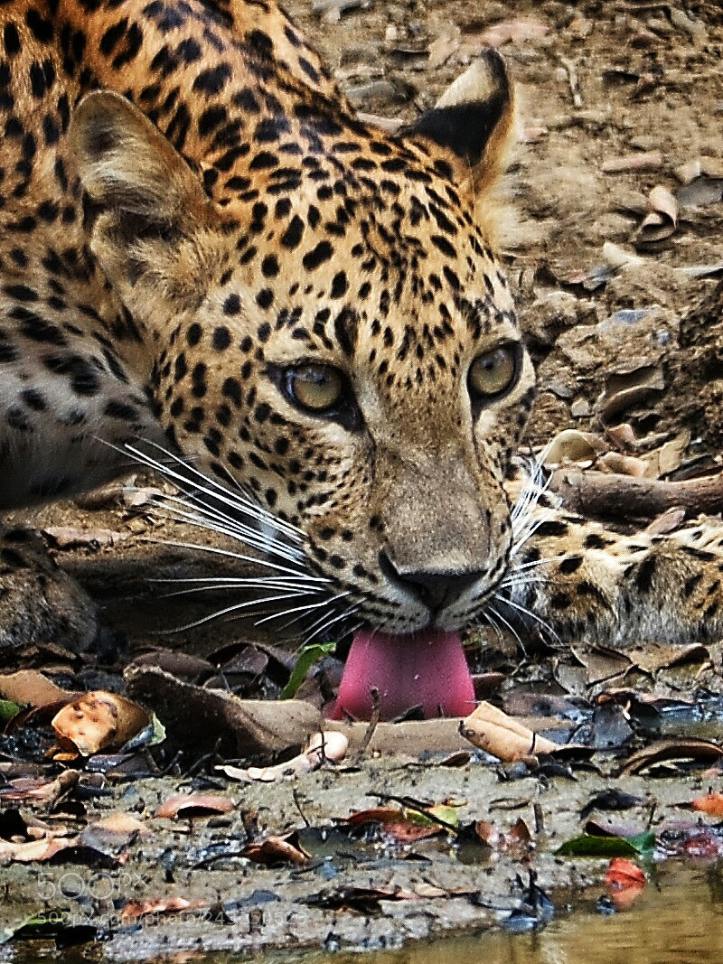 Nikon D7200 sample photo. Thirsty leopard photography