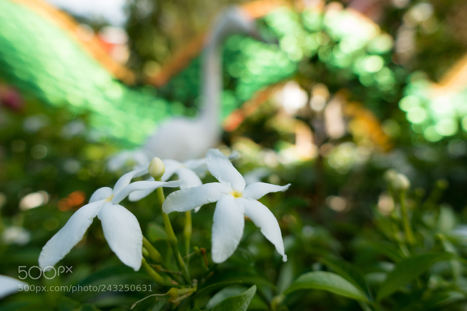 Sony Cyber-shot DSC-RX100 IV sample photo. Jasmine flowers photography