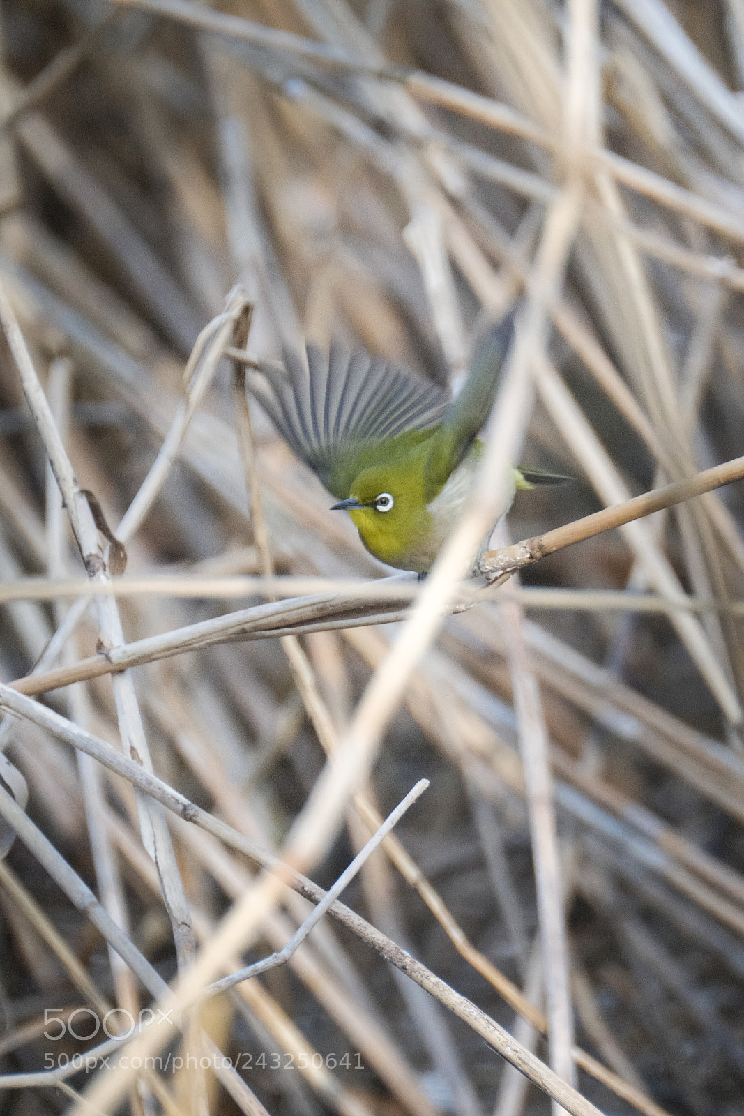 Fujifilm X-T2 sample photo. Fly out of the photography