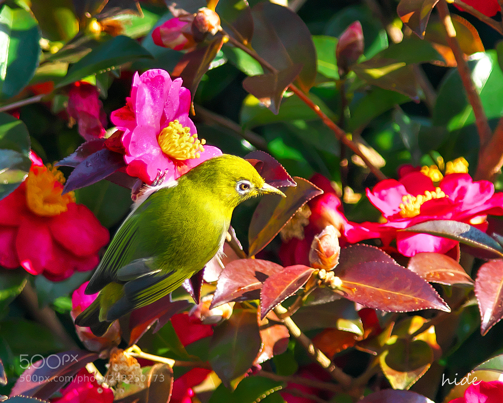 Nikon D500 sample photo. Which is better? photography