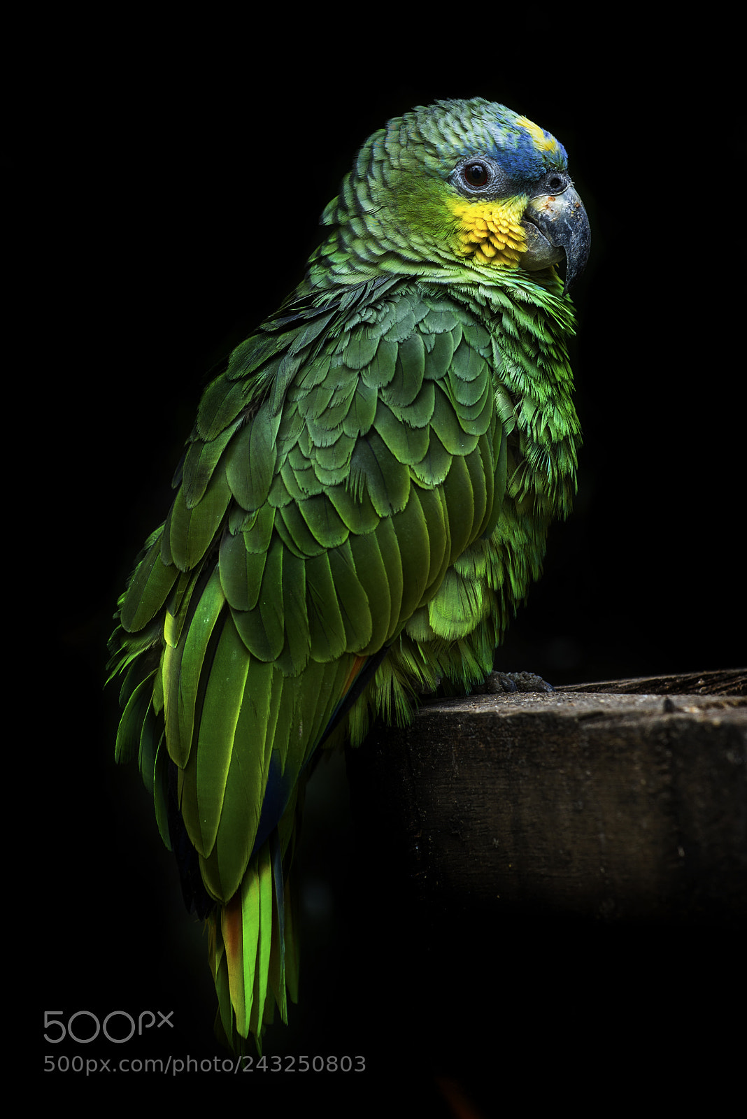 Nikon D610 sample photo. In the wild live photography