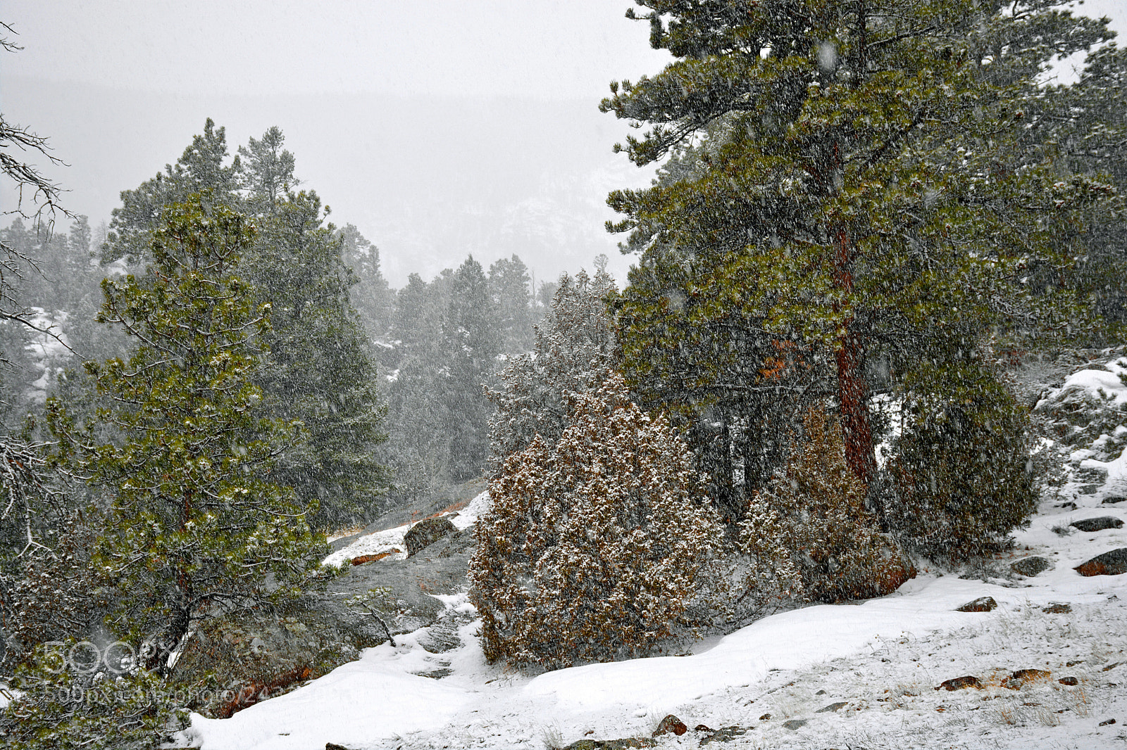 Nikon D7100 sample photo. Rmnp winter study 8 photography