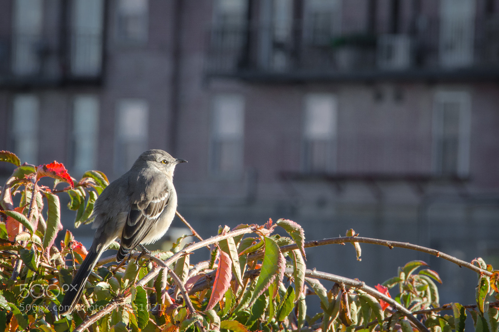 Nikon D5100 sample photo. Mockingbird watching sunset photography