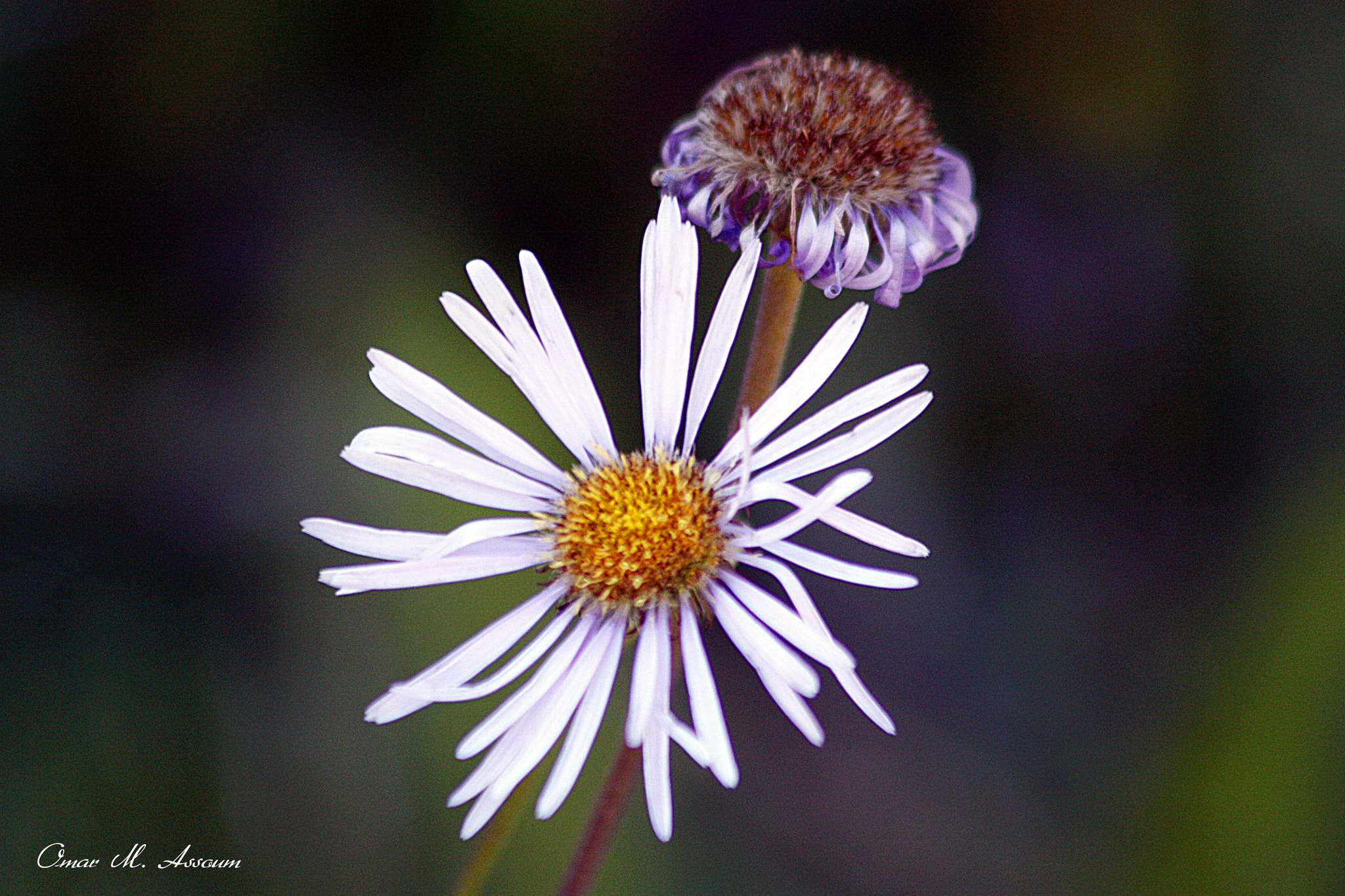 Canon EF 75-300mm F4.0-5.6 IS USM sample photo. Aromatic aster photography