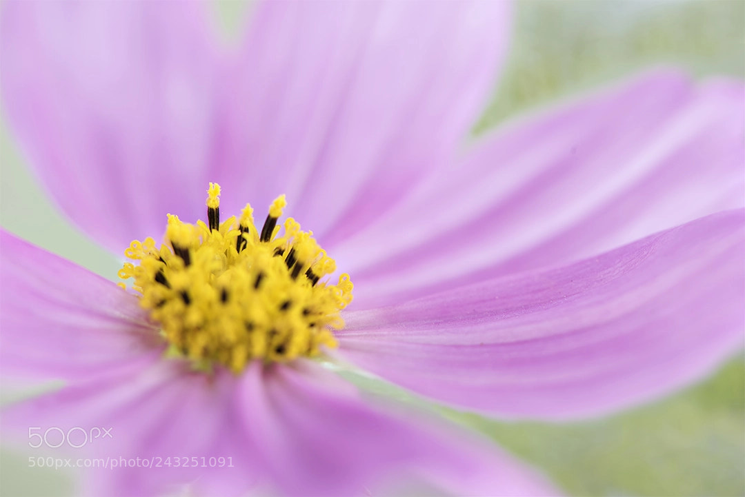 Nikon D810 sample photo. Pink cosmos photography