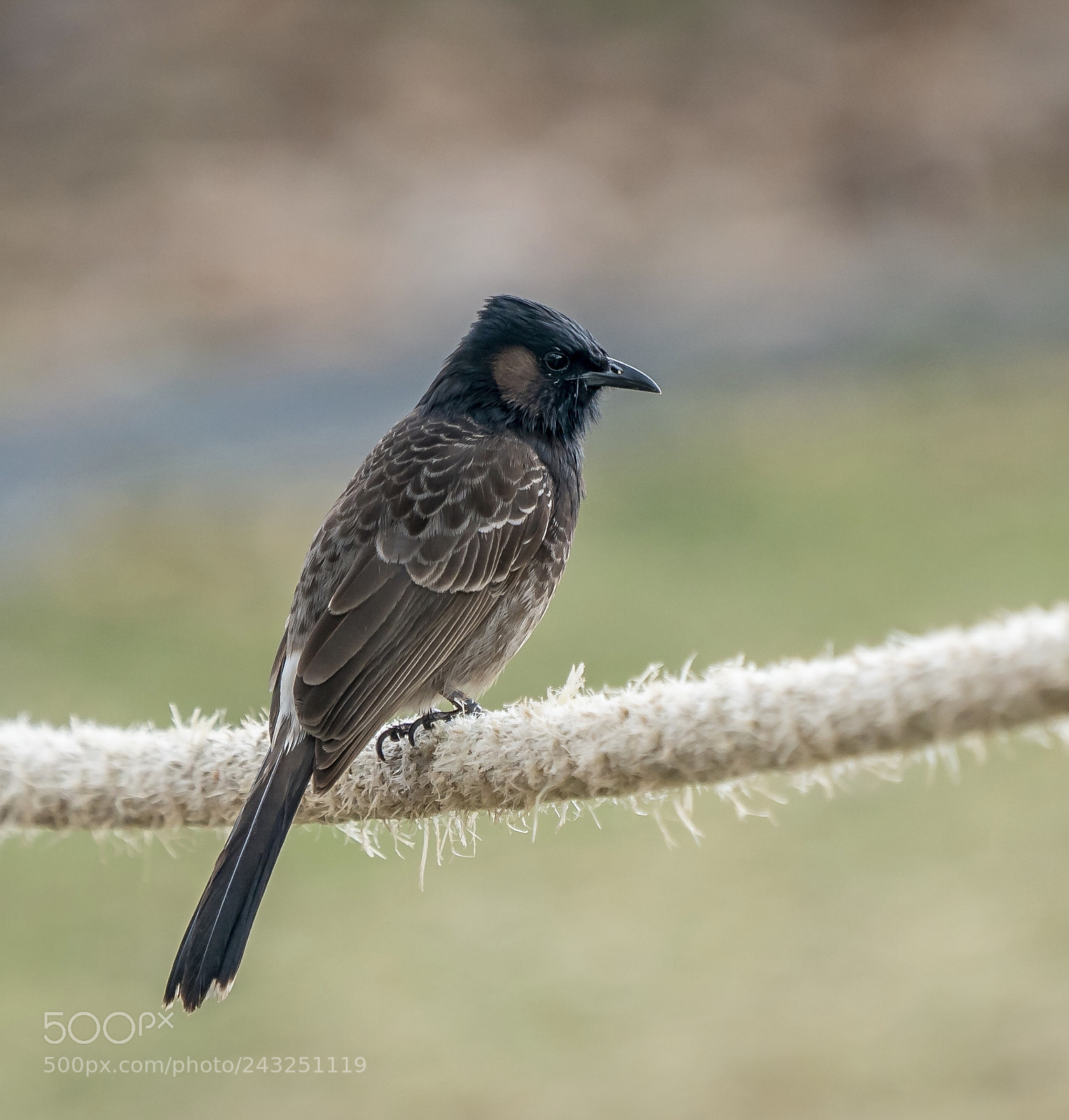 Sony a9 sample photo. Bird of hawai photography