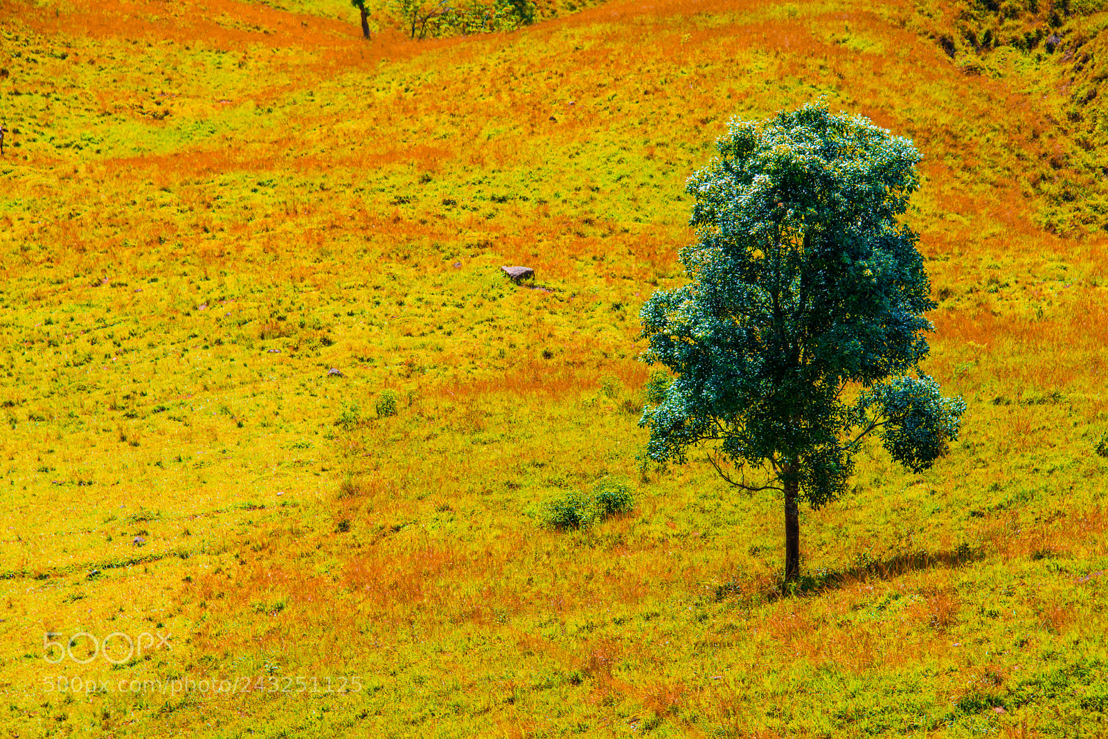 Nikon D800 sample photo. Tree photography