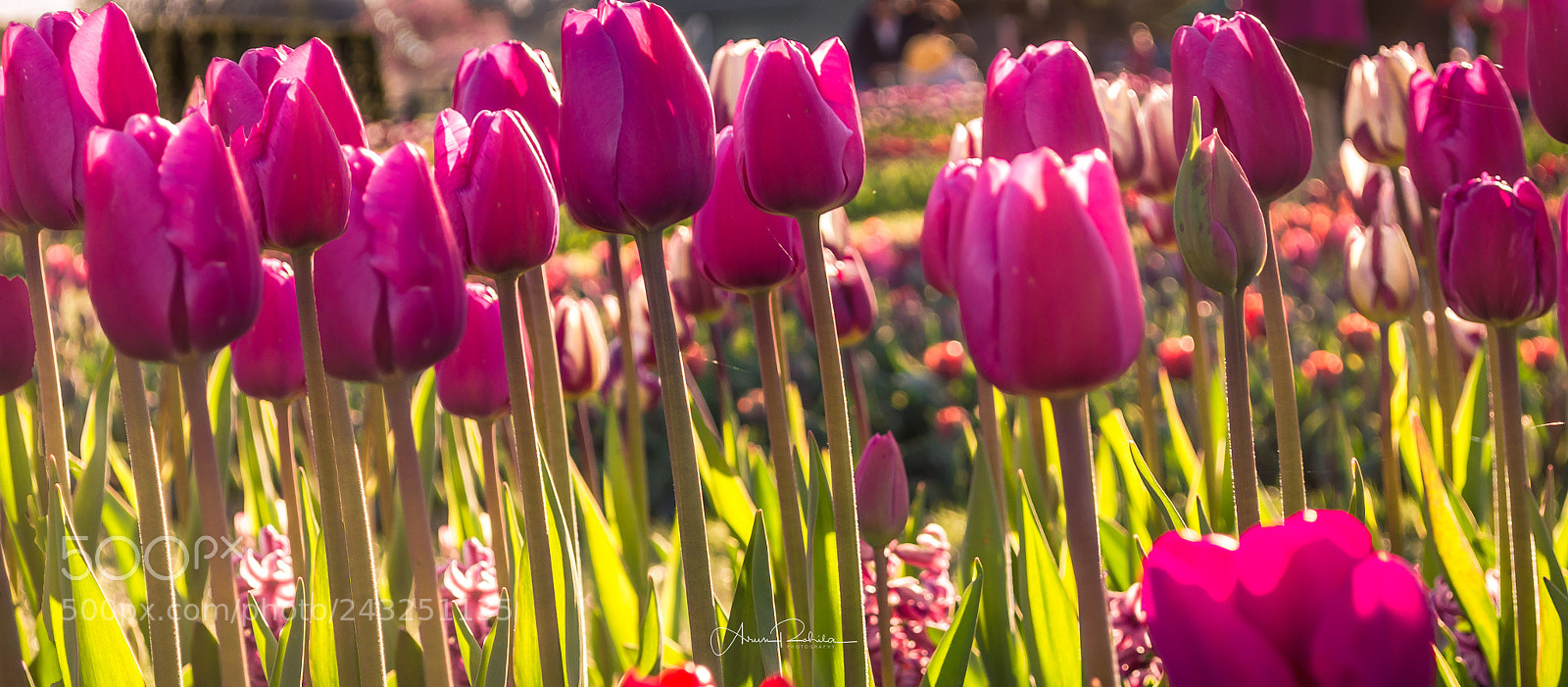Nikon D5100 sample photo. Pink tulips wide angle photography