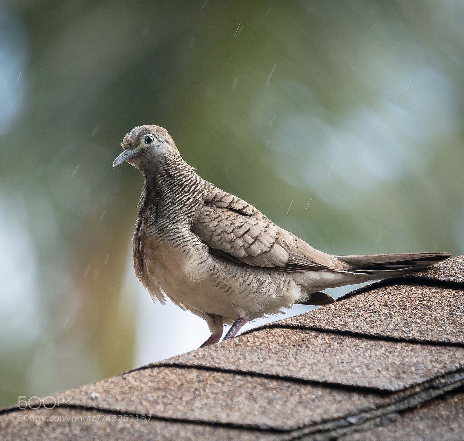 Sony a9 sample photo. Bird of hawai photography