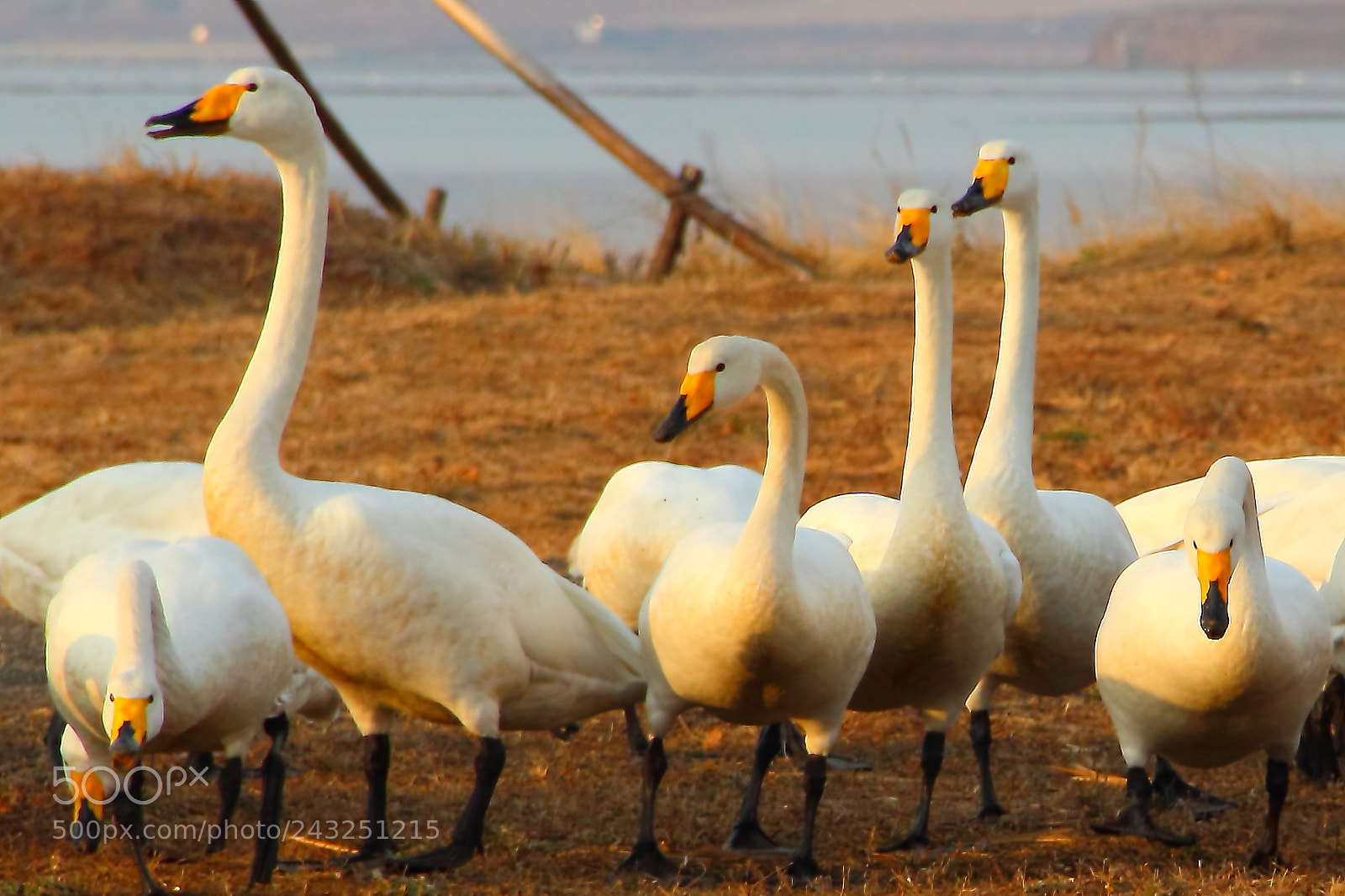 Canon EF-S 18-135mm F3.5-5.6 IS sample photo. Swan photography